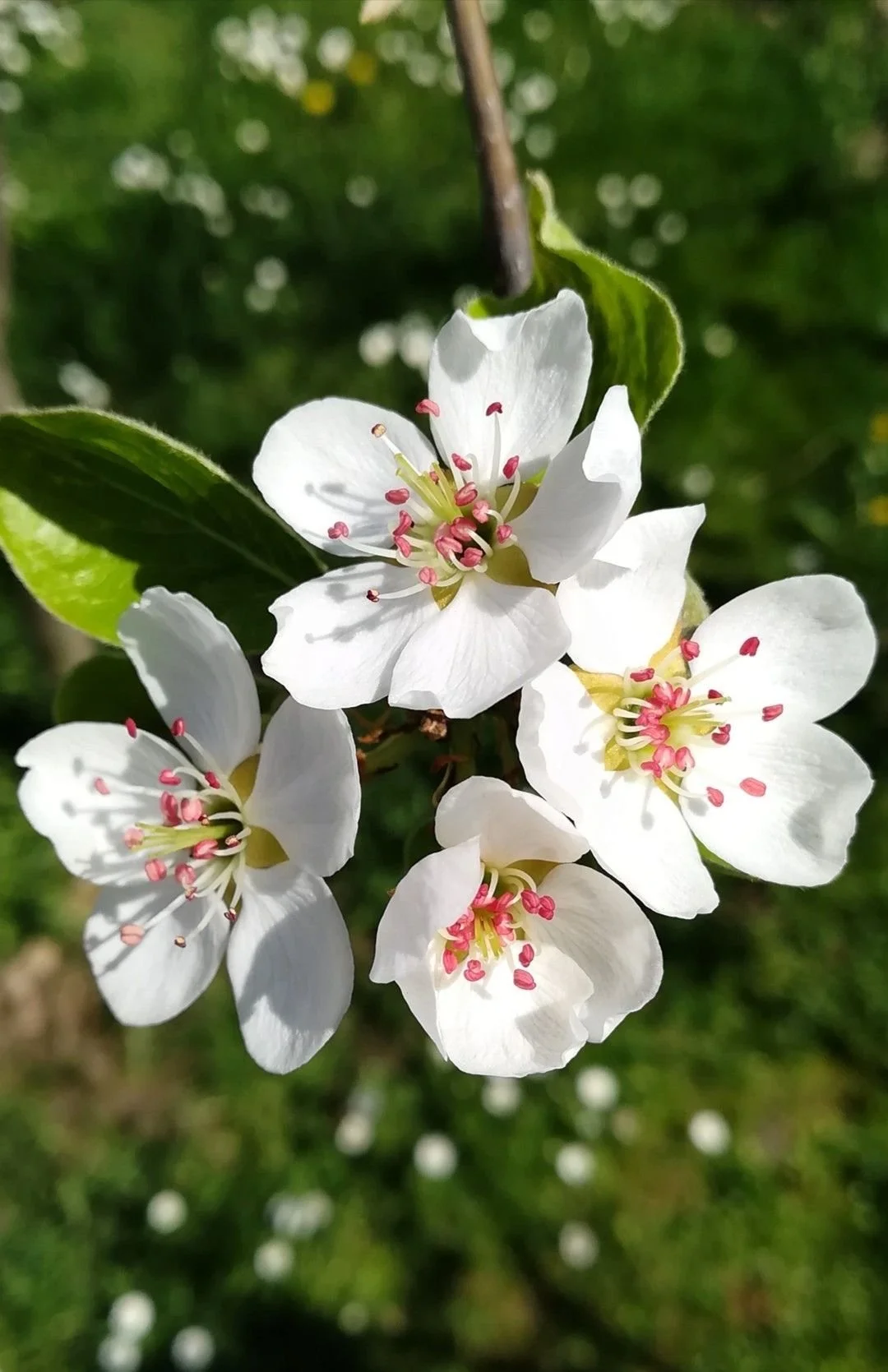 hawthorn.jpg