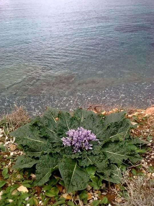 mandragora.jpg