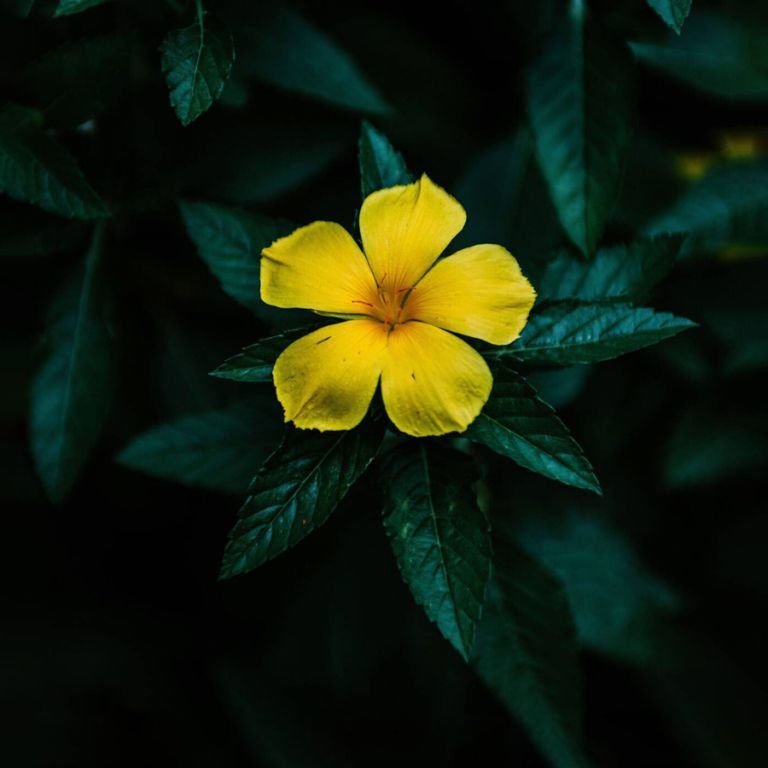 damiana4.jpg