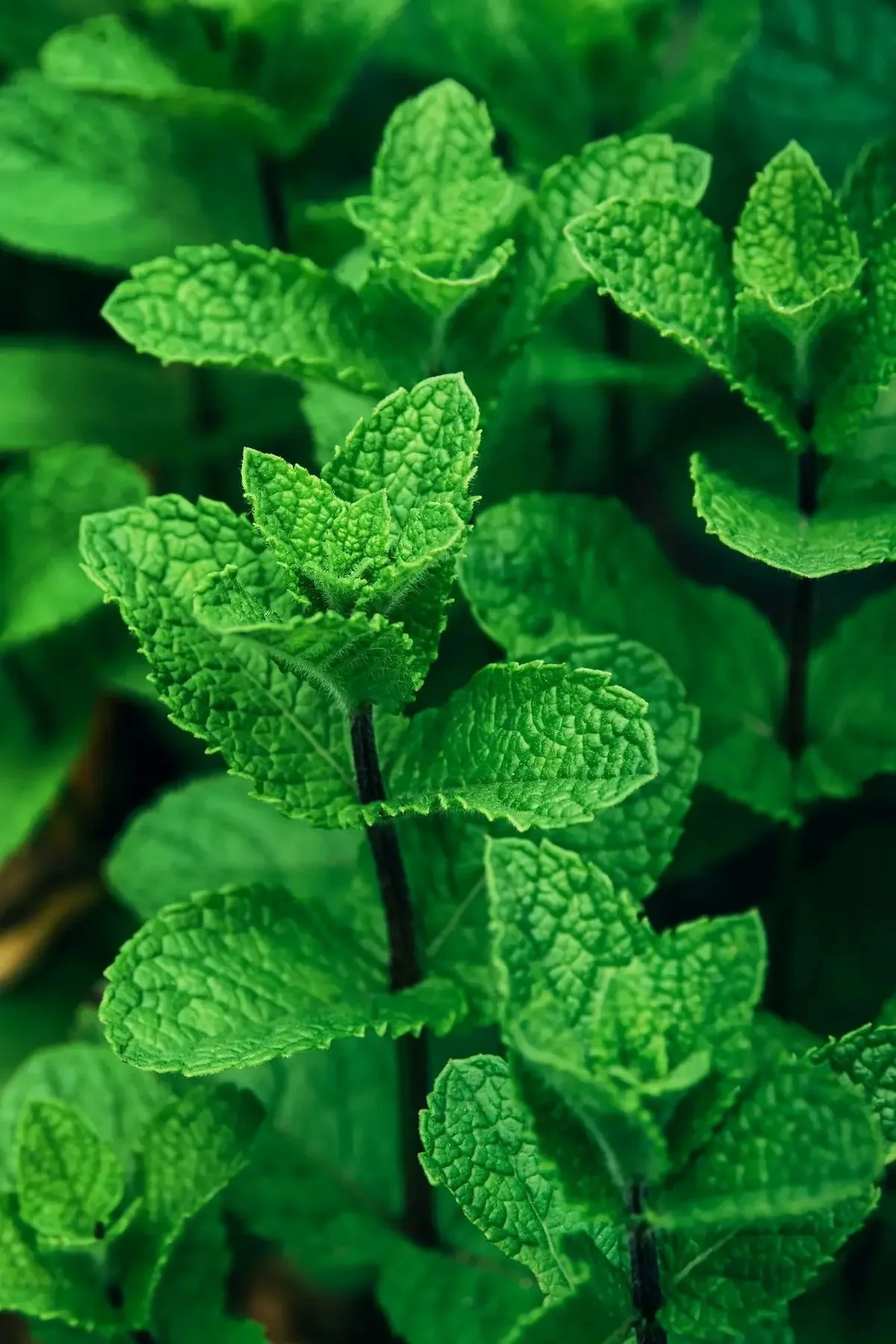 mint.jpg