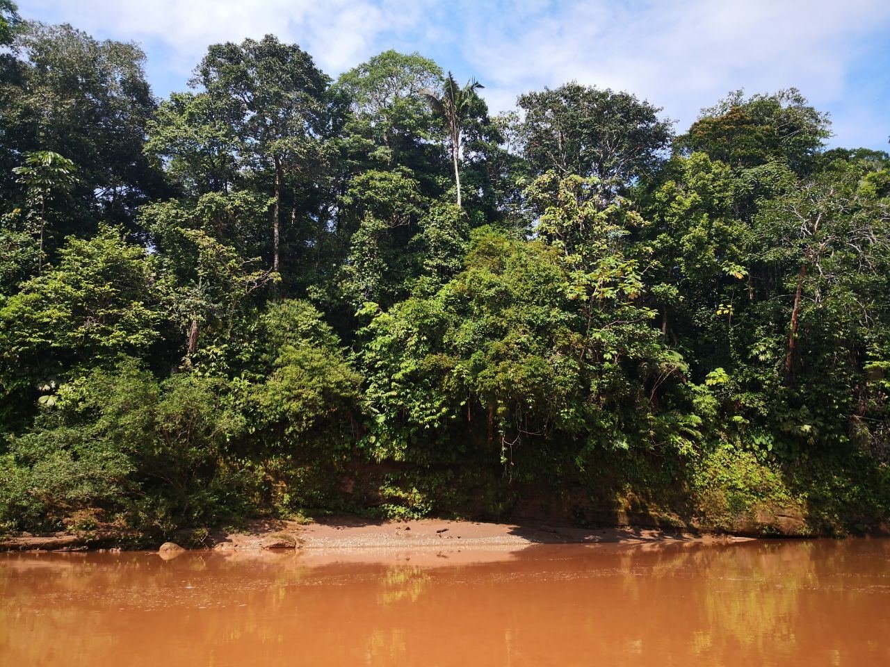 Lush, green tropical forest with dense trees and vegetation along a riverbank.