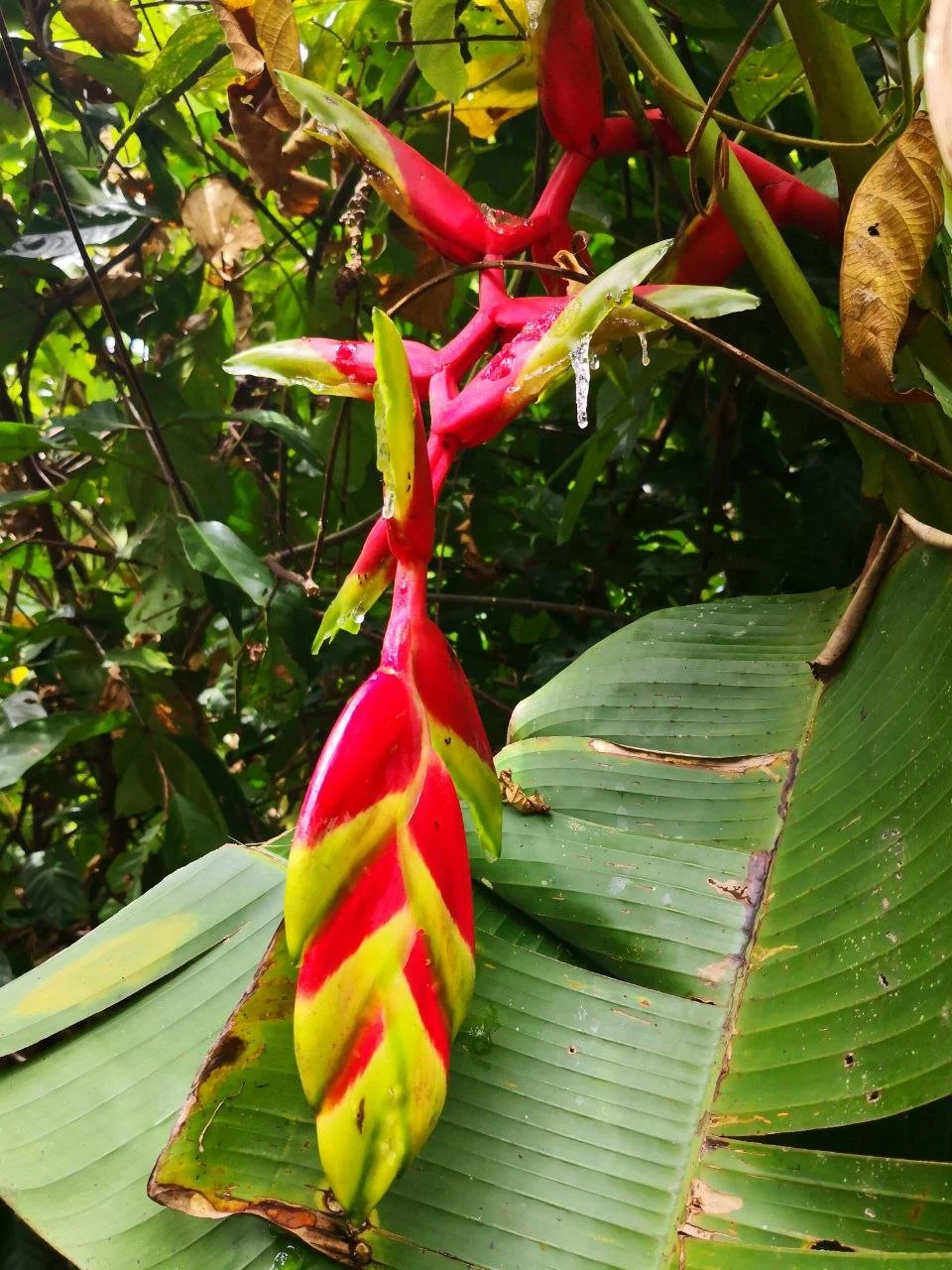 Brightly colored tropical flower with red, yellow, and green petals hanging from a vine among green leaves.