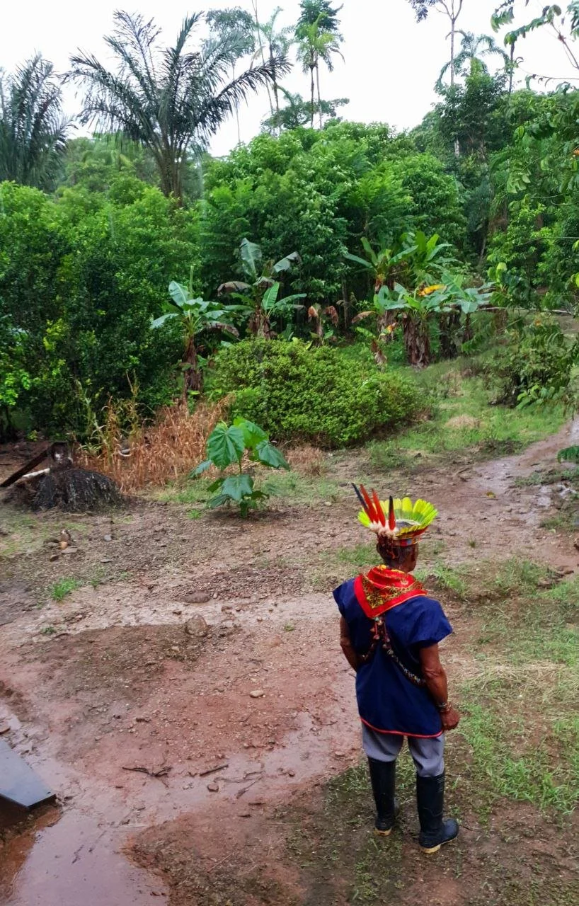 A person dressed in traditional attire with a colorful feathered headdress and red scarf stands on a dirt path overlooking a lush green jungle with various trees and plants.
