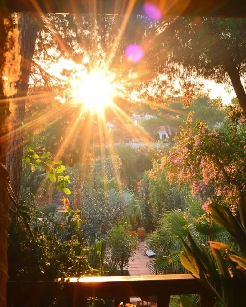 Sunrise shining through trees and flowering bushes in a lush garden with a brick pathway.