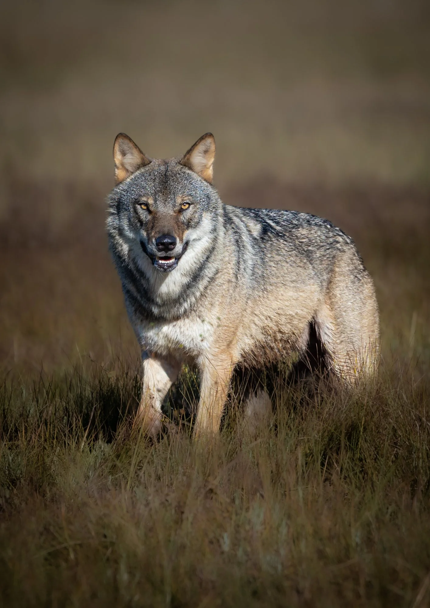 Hiljainen kohtaaminen – A Silent Encounter.jpg