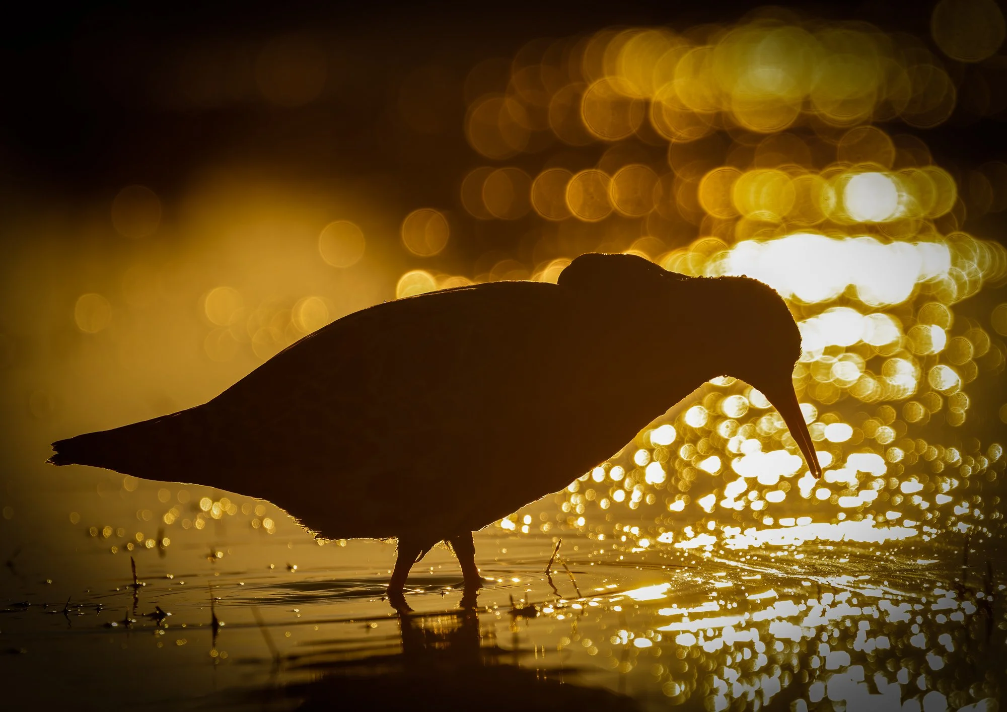 Illan valo - Evening Light-1.jpg