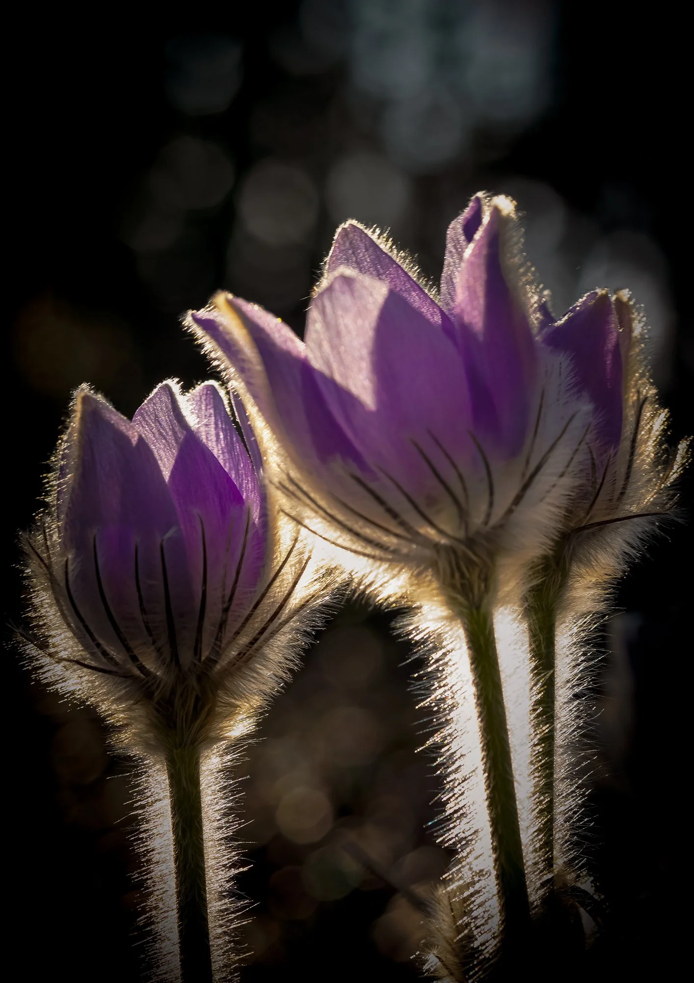 Kevään ensi - First Bloom-1.jpg