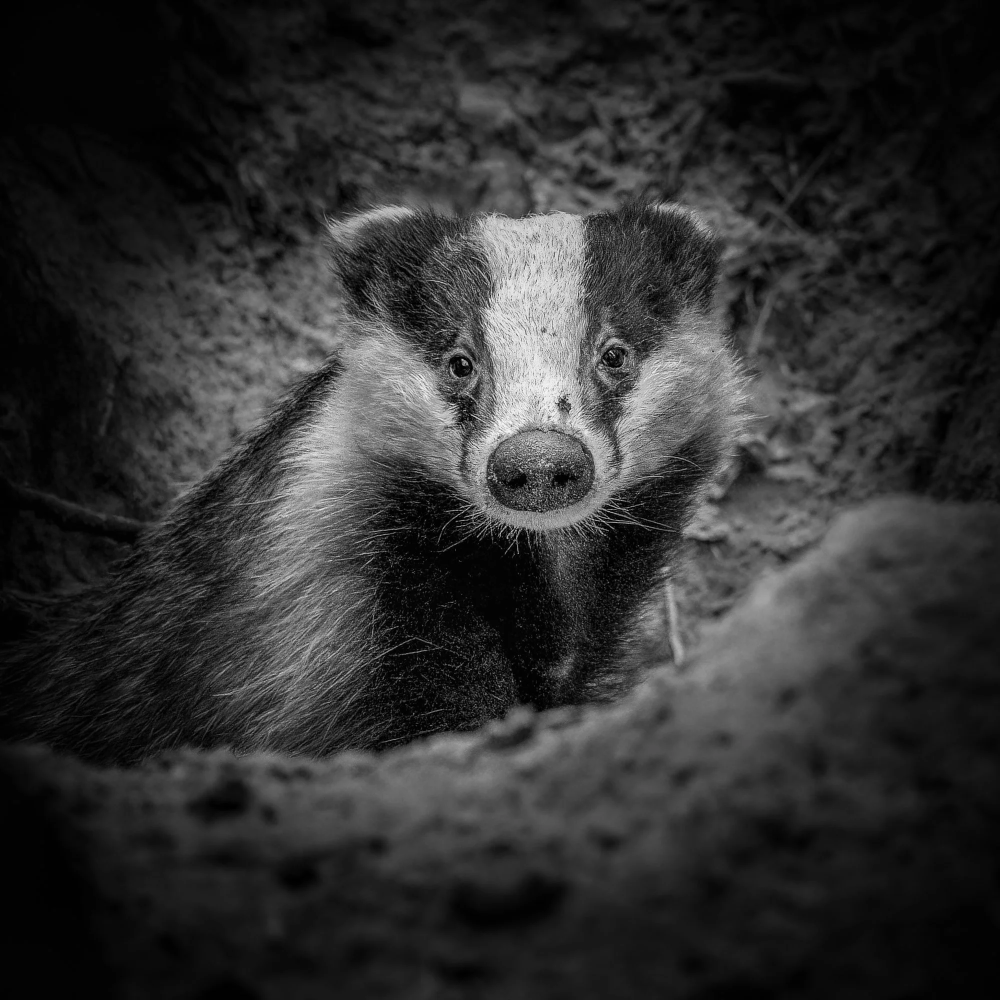 Raitanaama – Striped Face.jpg