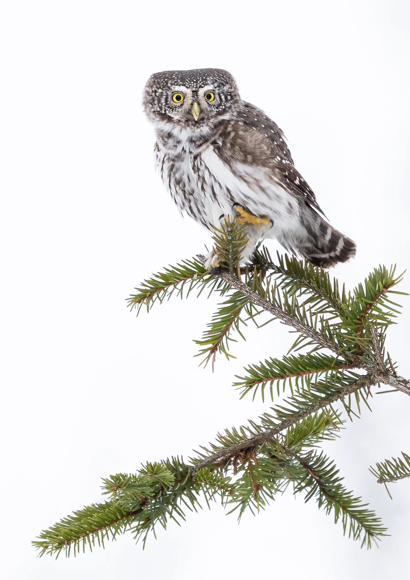 Talven vahti - Winter Watch.jpg