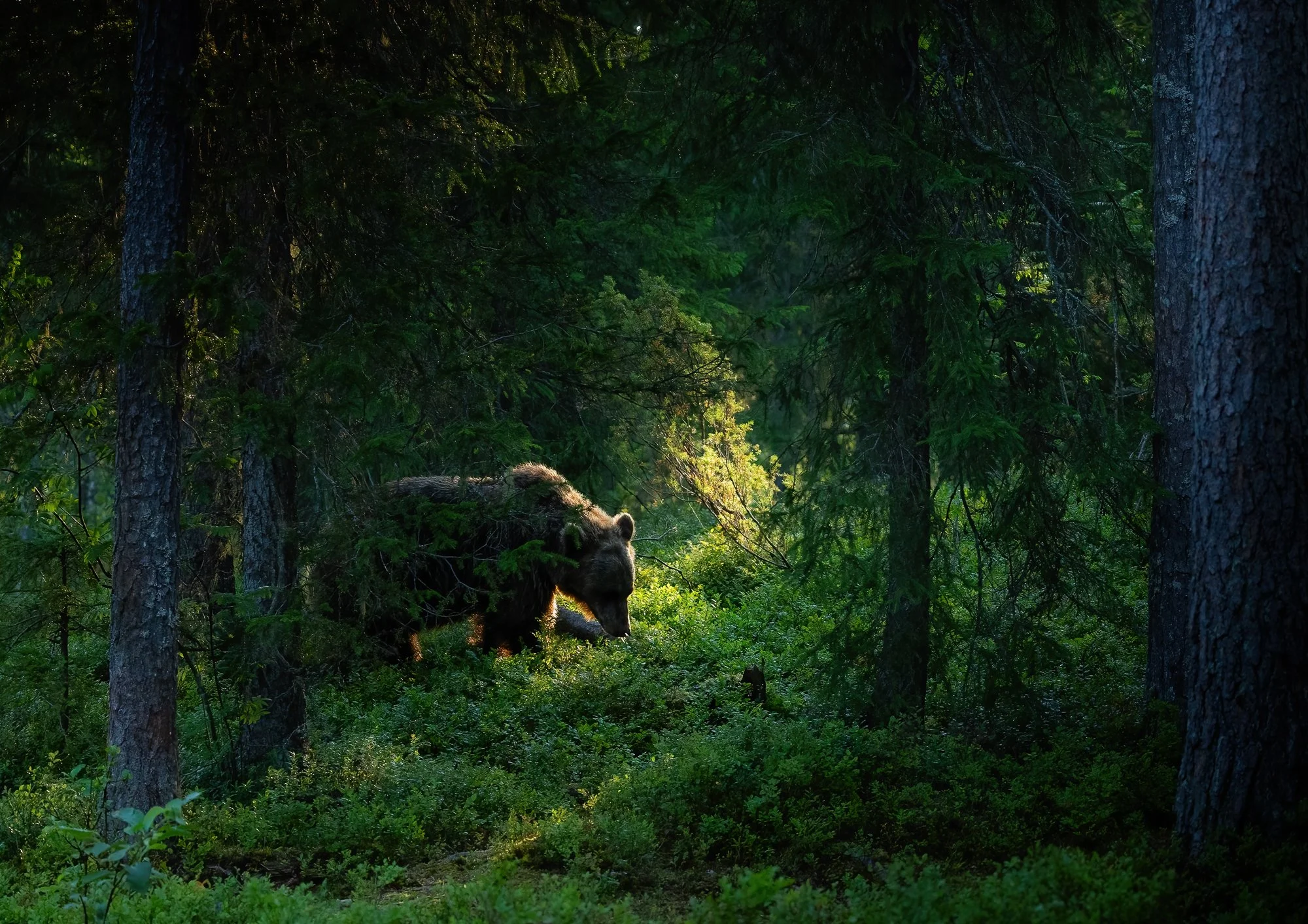 Karhumetsa - Bear Forest.jpg
