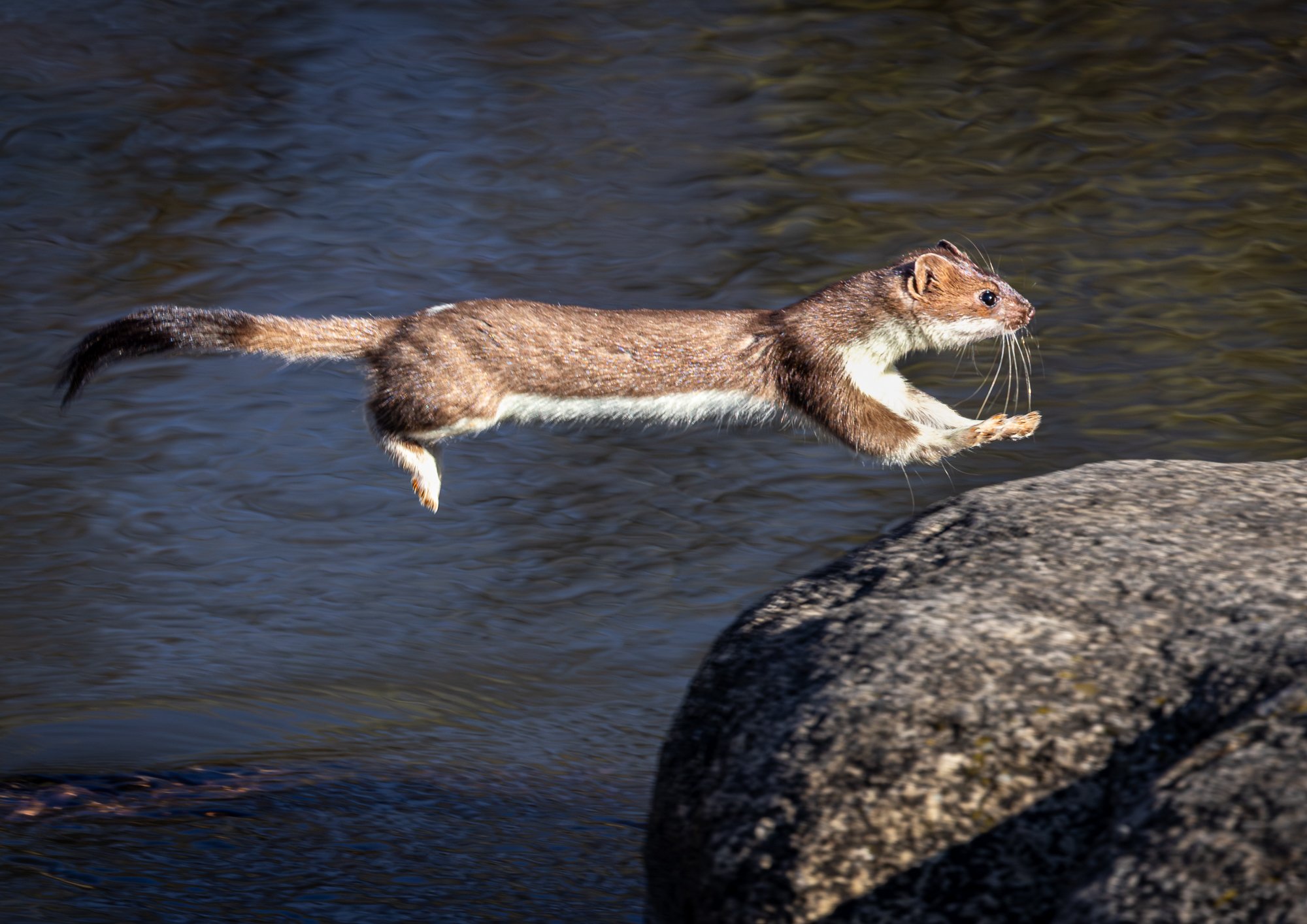 Valmiina - Ready to Leap.jpg