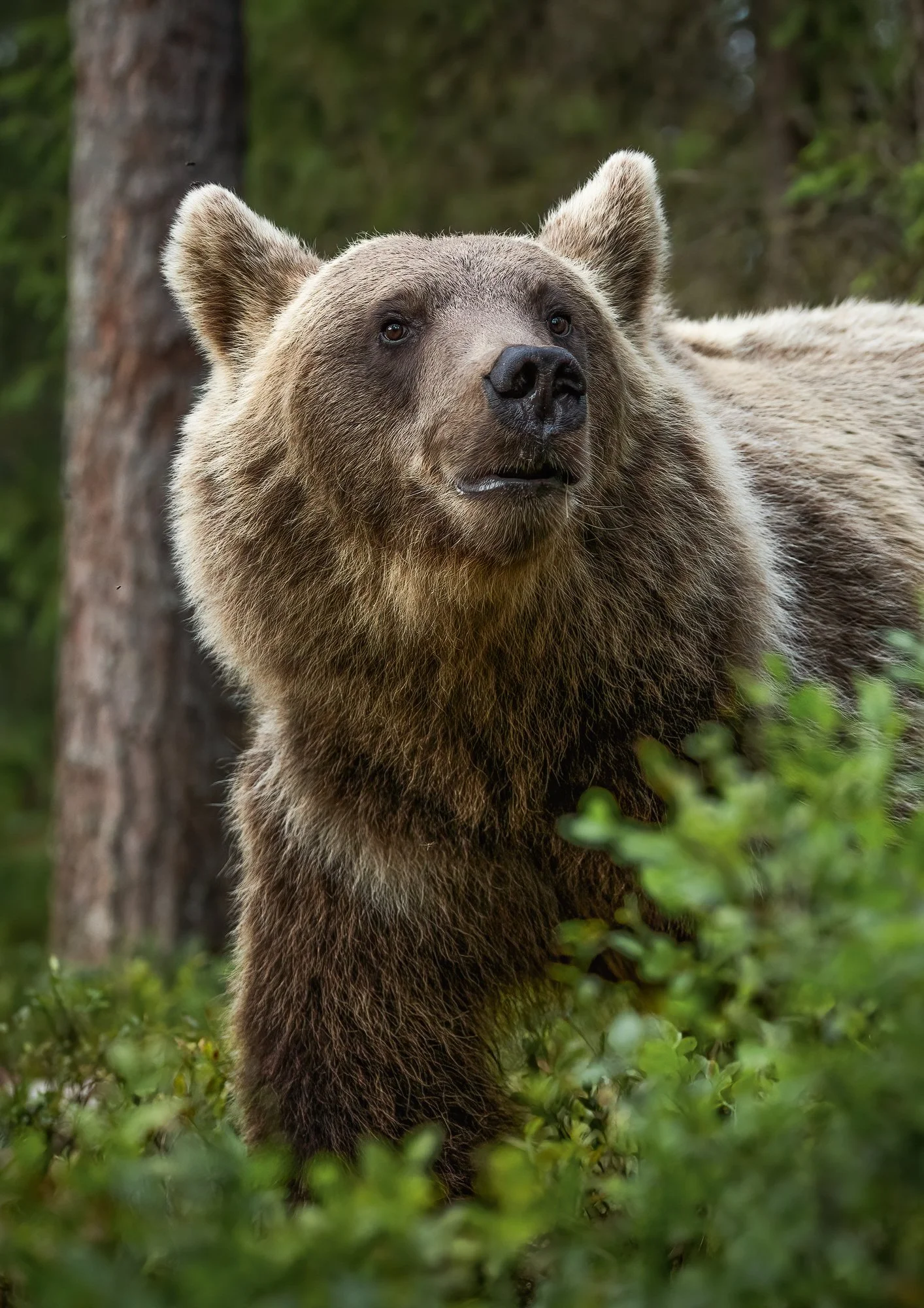 Metsän kuningas – King of the Forest.jpg