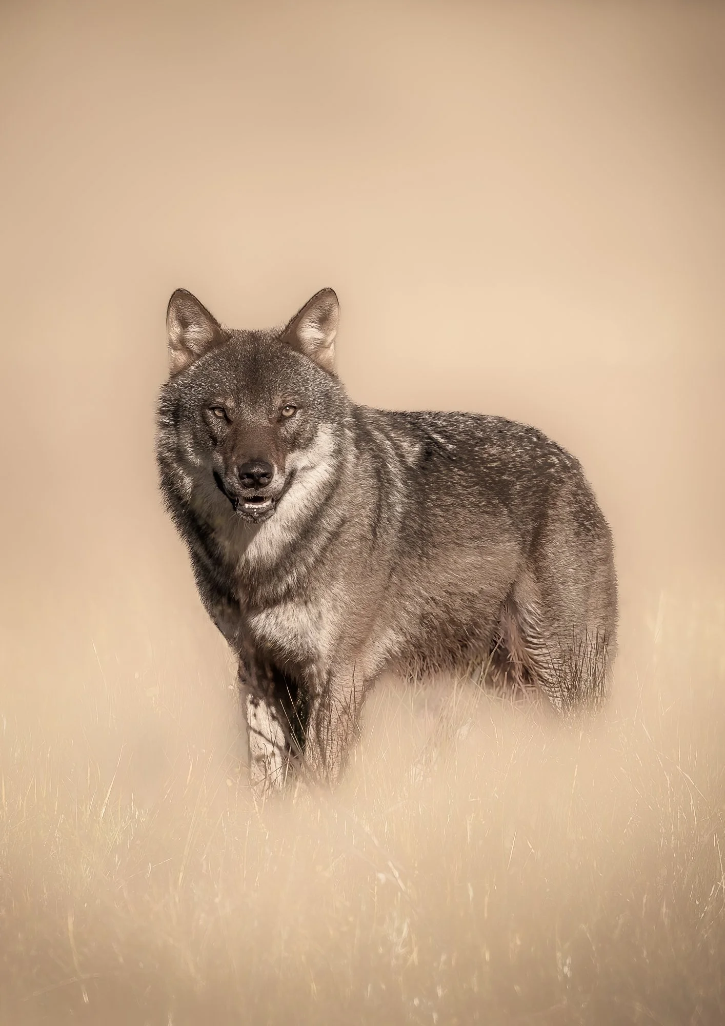 Pohjolan vartija - Guardian of the North-1.jpg