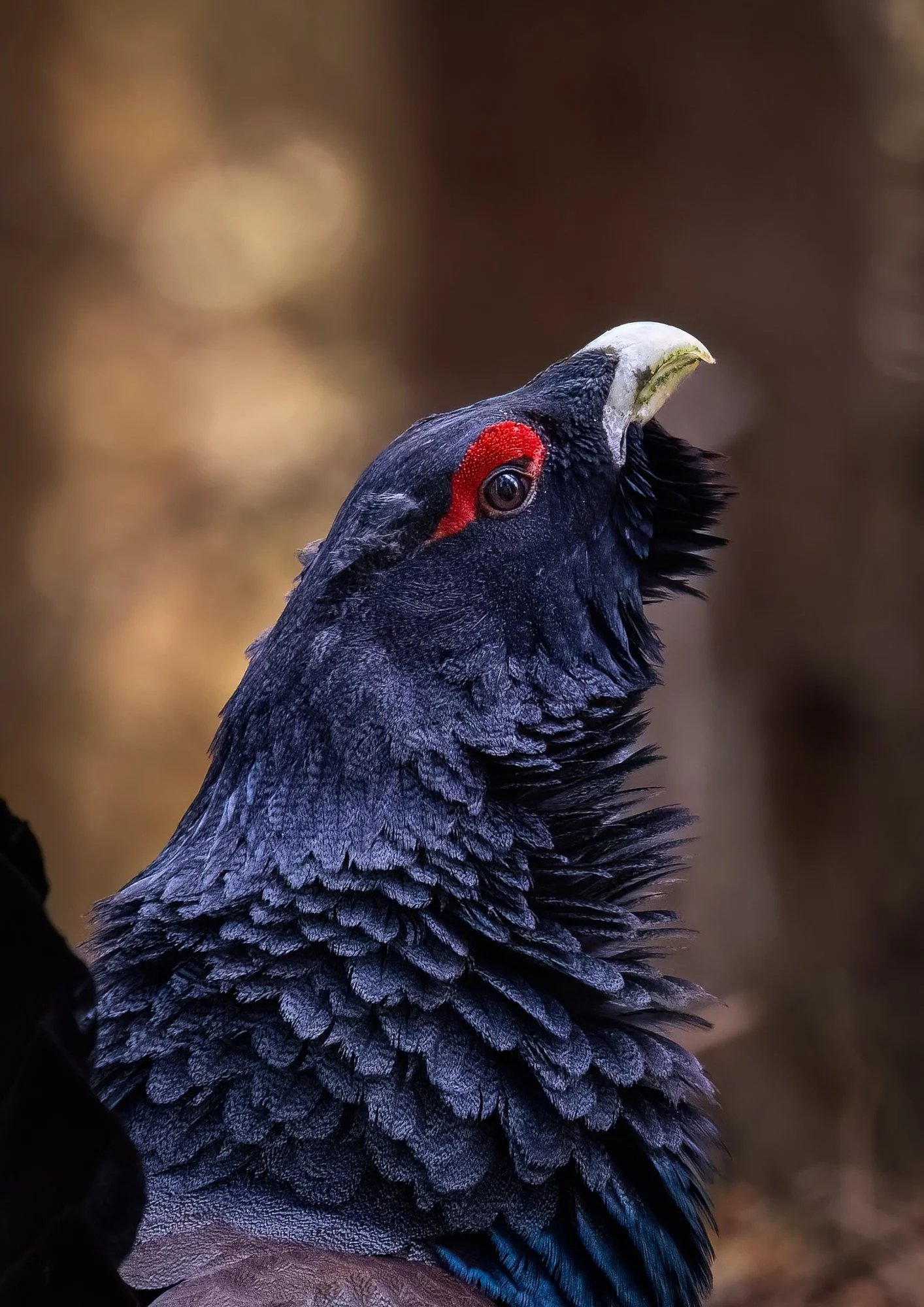 Metso – Western Capercaillie.jpg