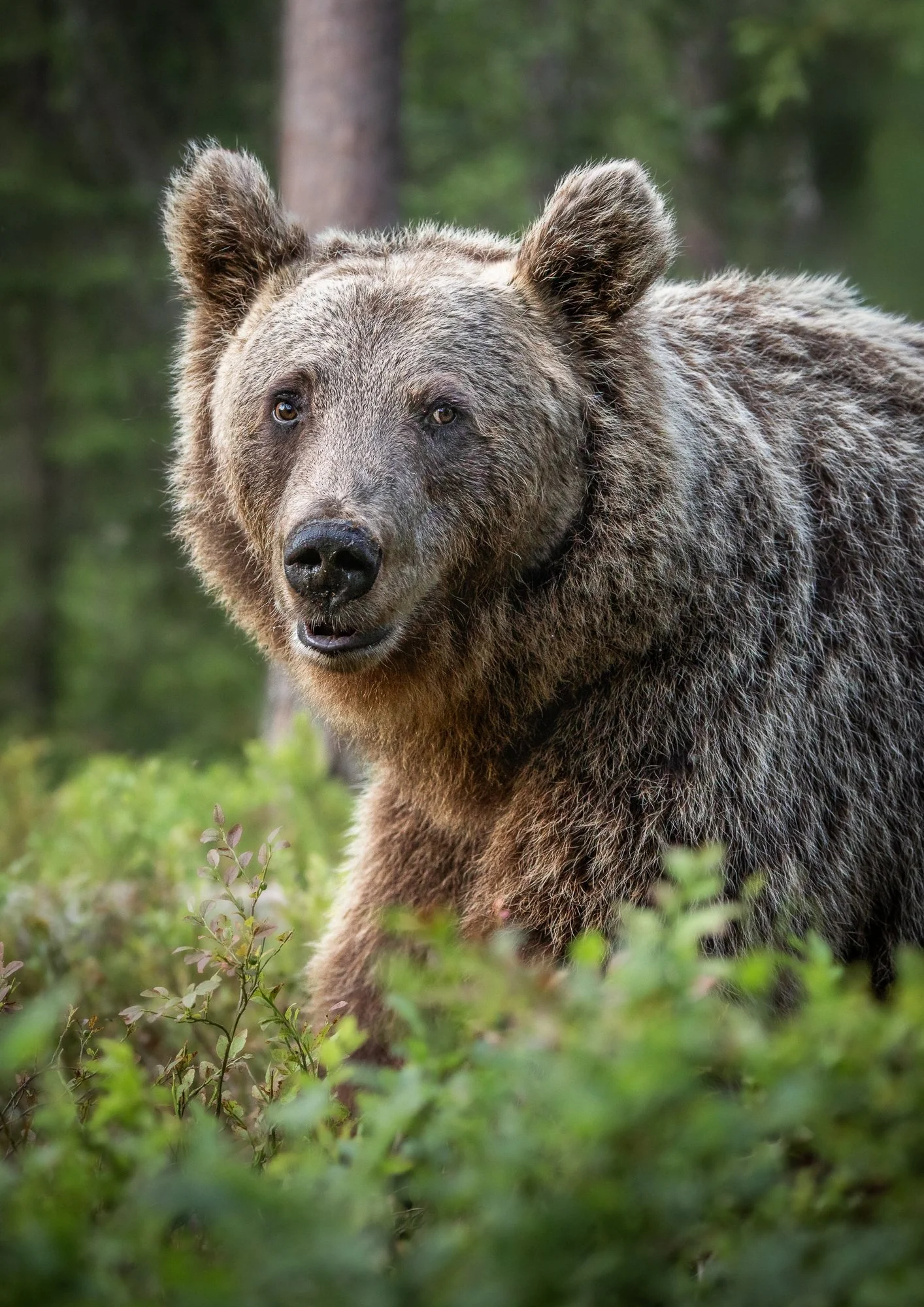 Vanha karhu - The Old Bear.jpg
