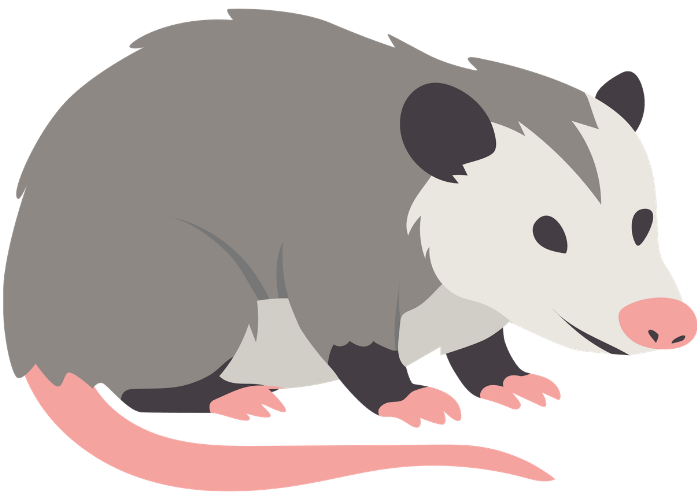 Illustration of a cute gray and white opposum with black ears and pink nose, sitting on a flat surface