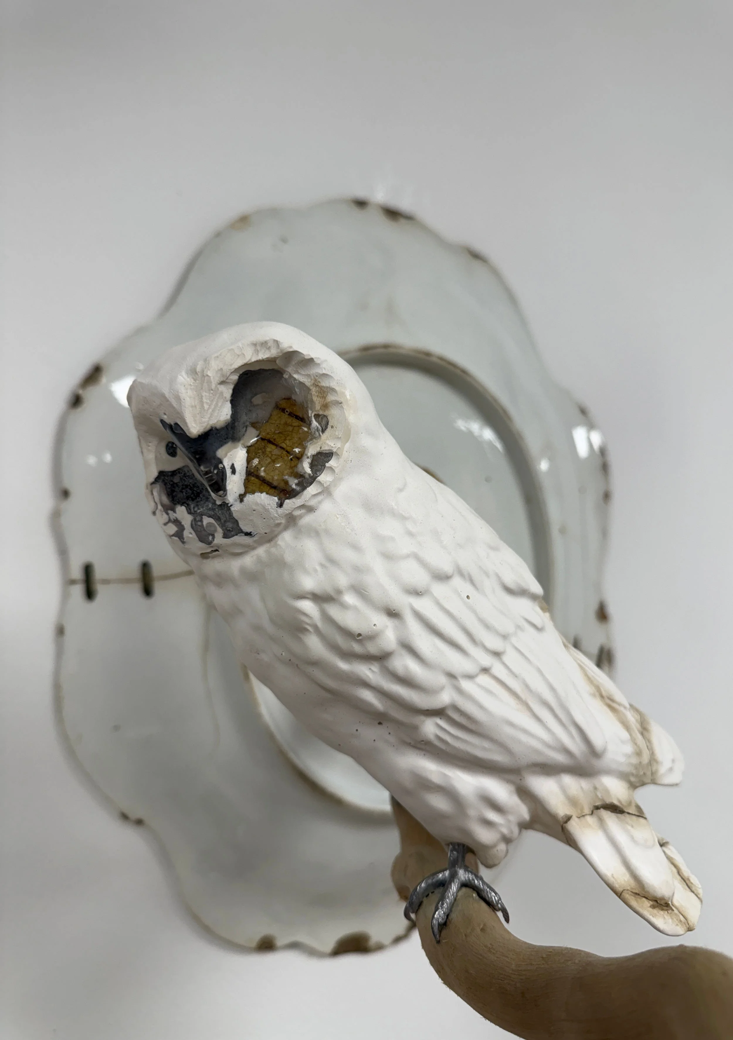 owl 4.jpg