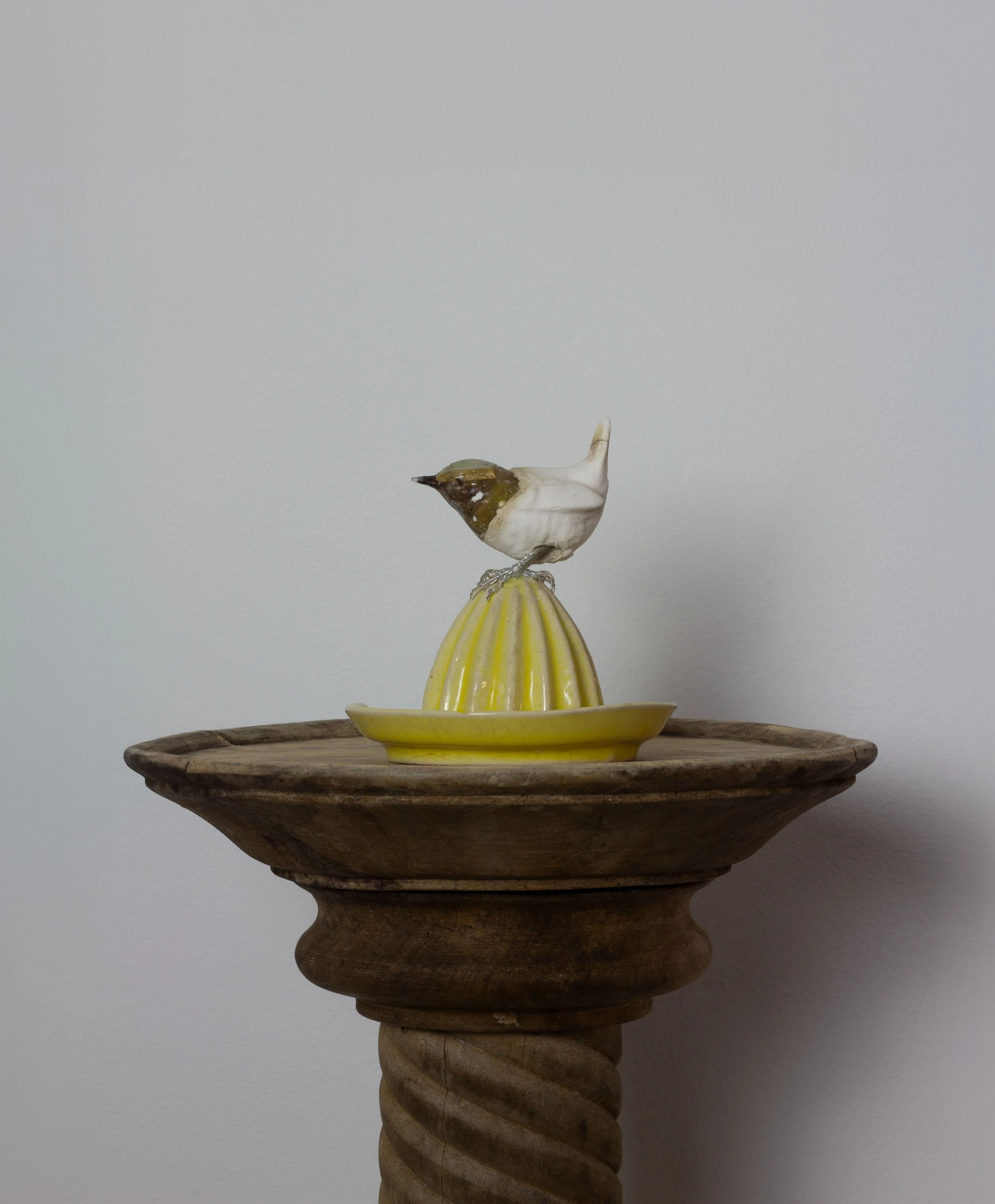 Wren lemon Squeezer wide 4.jpg