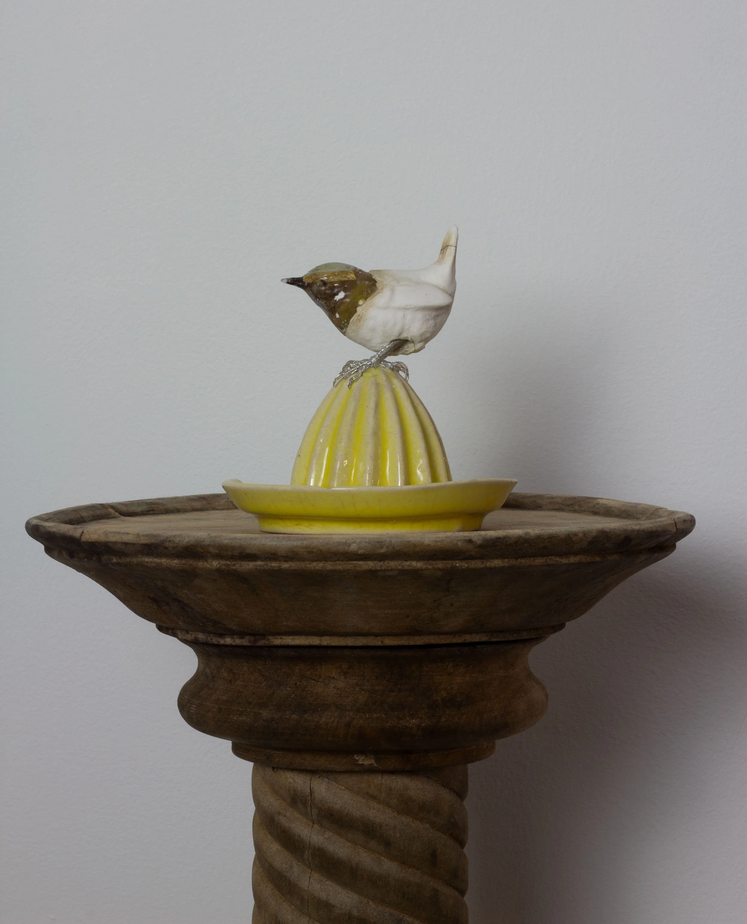 Wren on a Lemon Squeezer