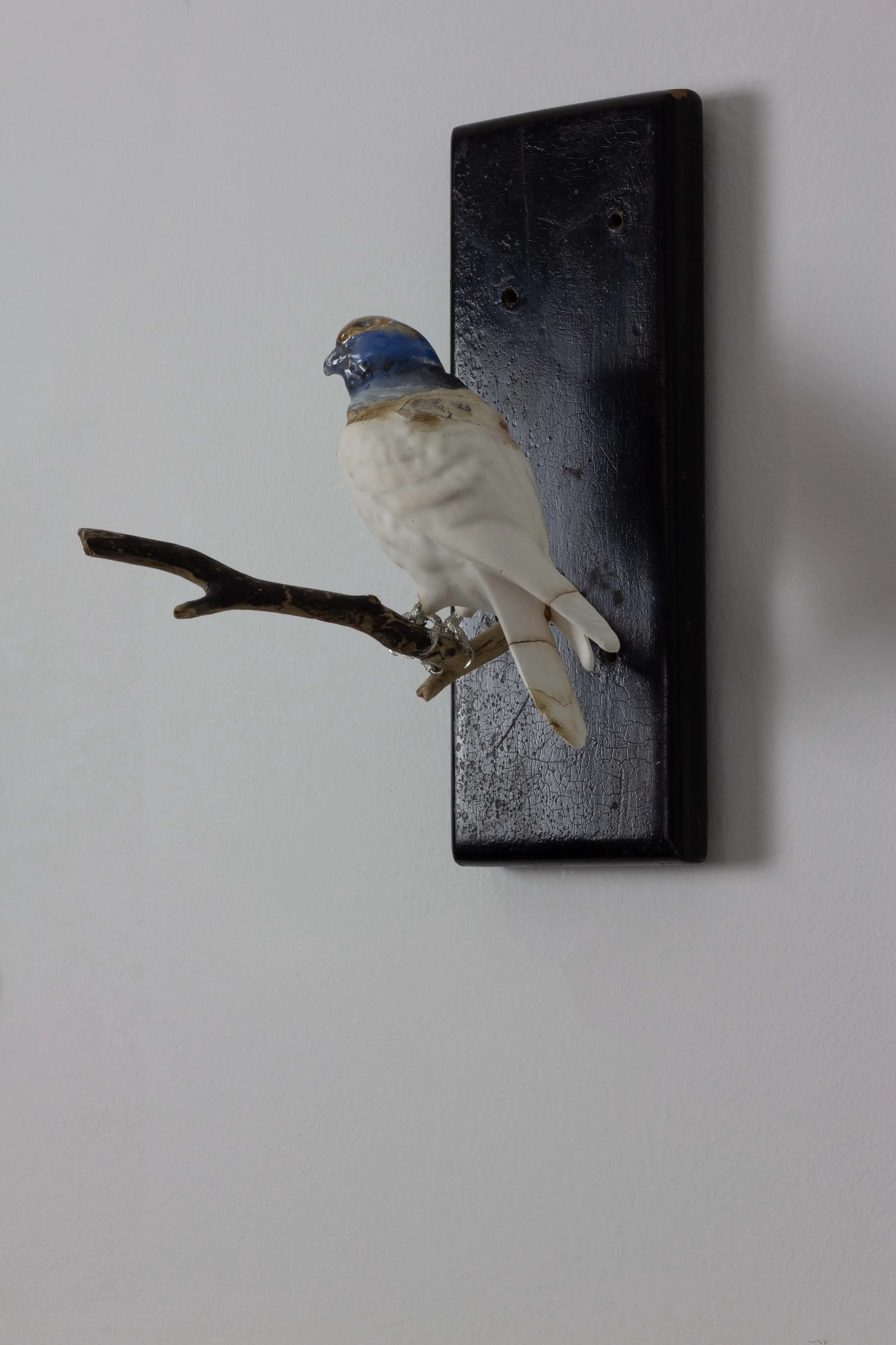 Kestrel Mahogony.jpg