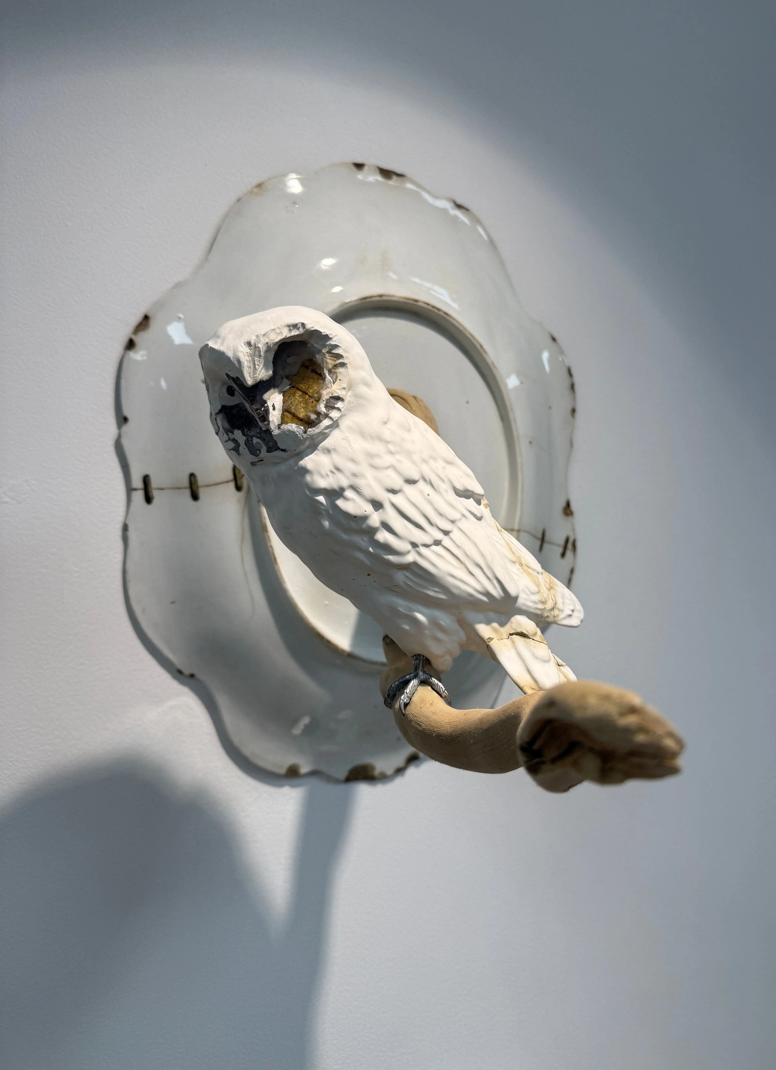 Barn Owl on a Staple Mended Plate