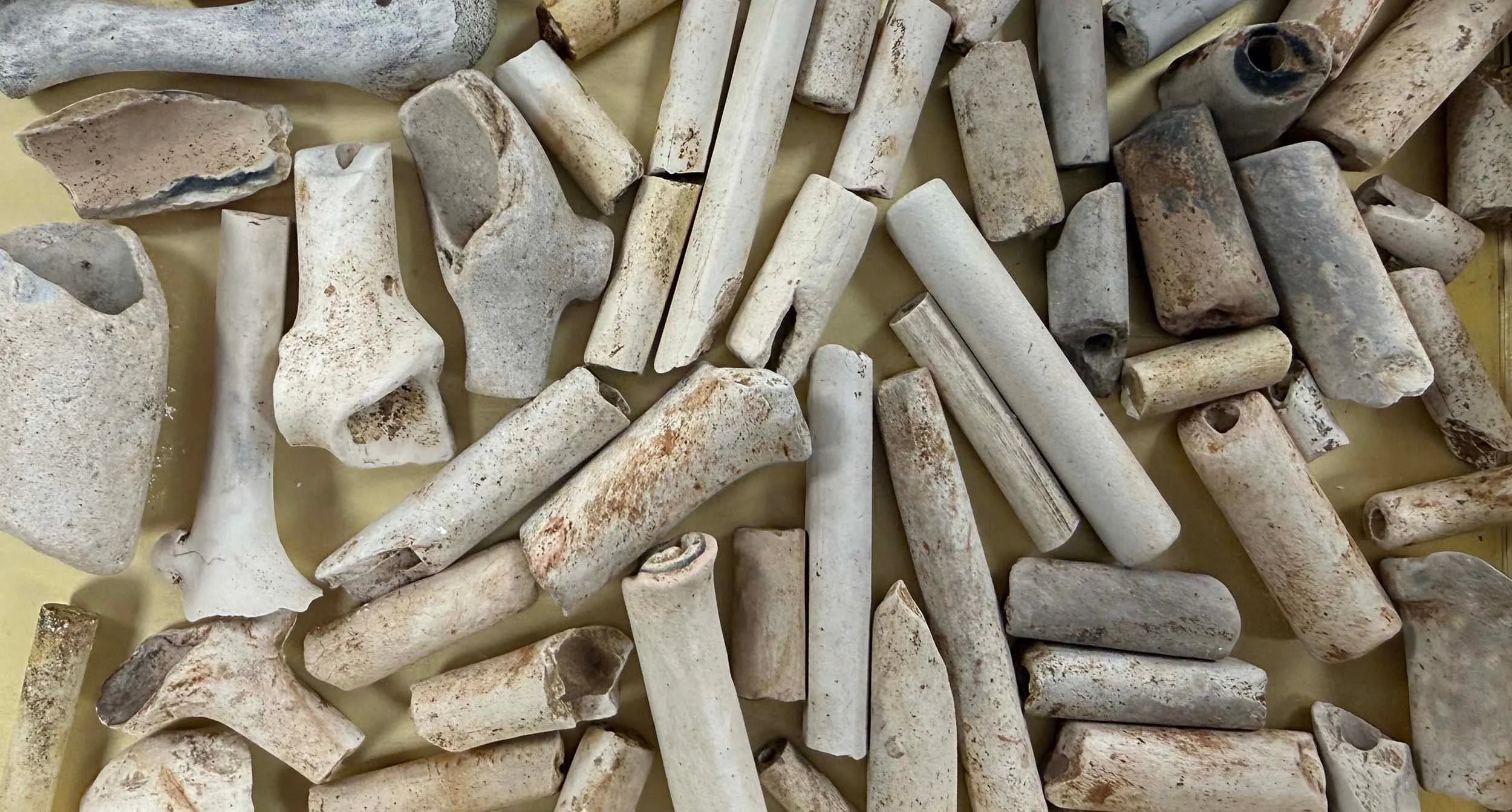 A collection of broken clay pipe stems and bowls found and photographed by Stephanie Chaldecott.
