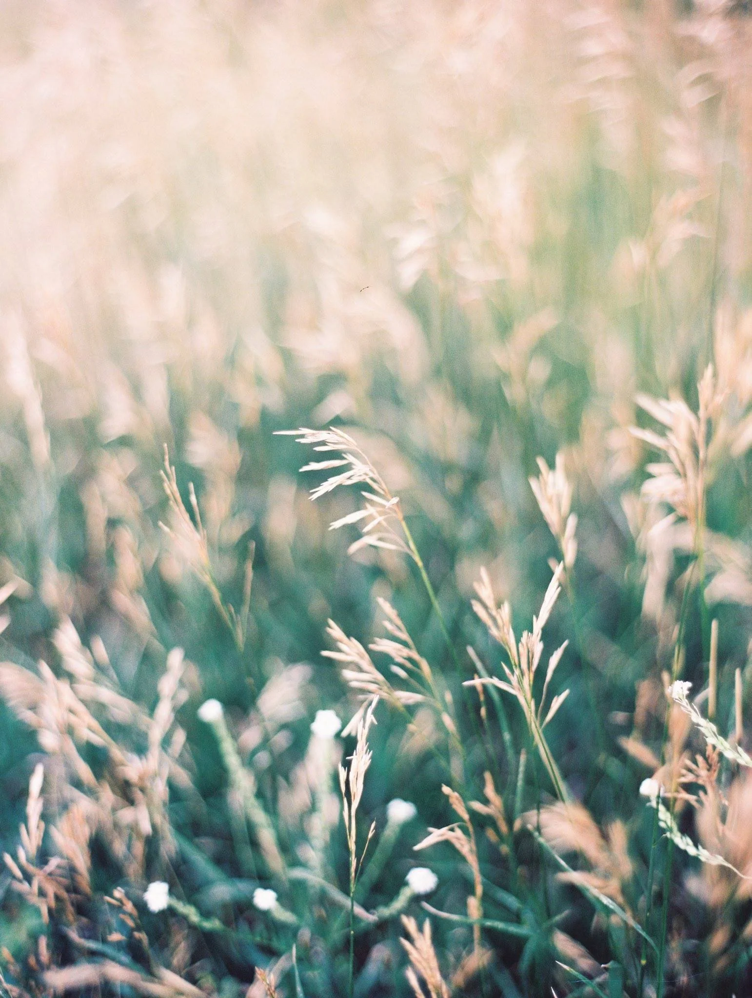 Blurred view of grass and plant stems in a natural setting with soft, pastel colors.