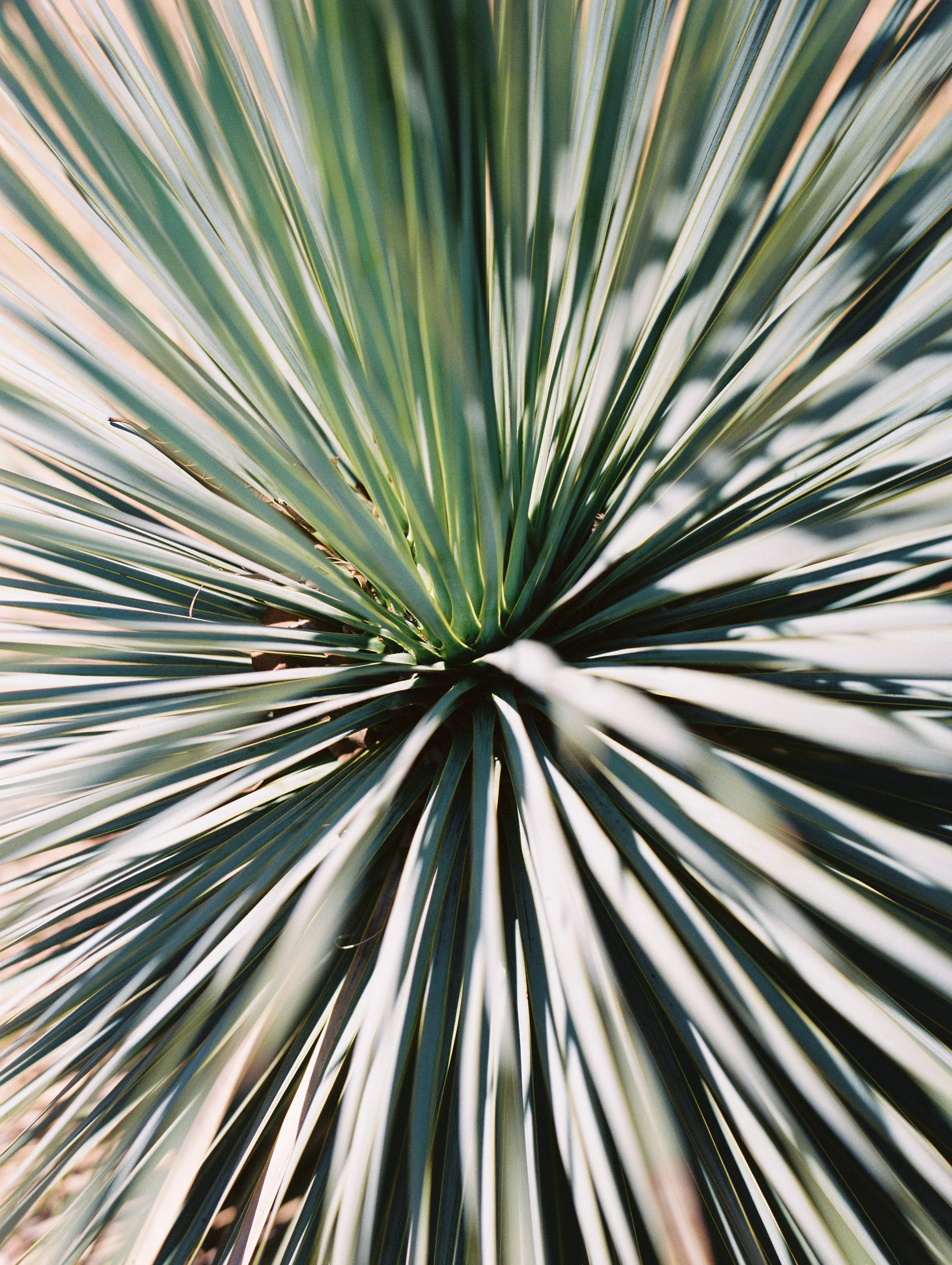 Close-up photograph of a spiky, palm-like green plant, with long, pointed leaves radiating outward from the center.