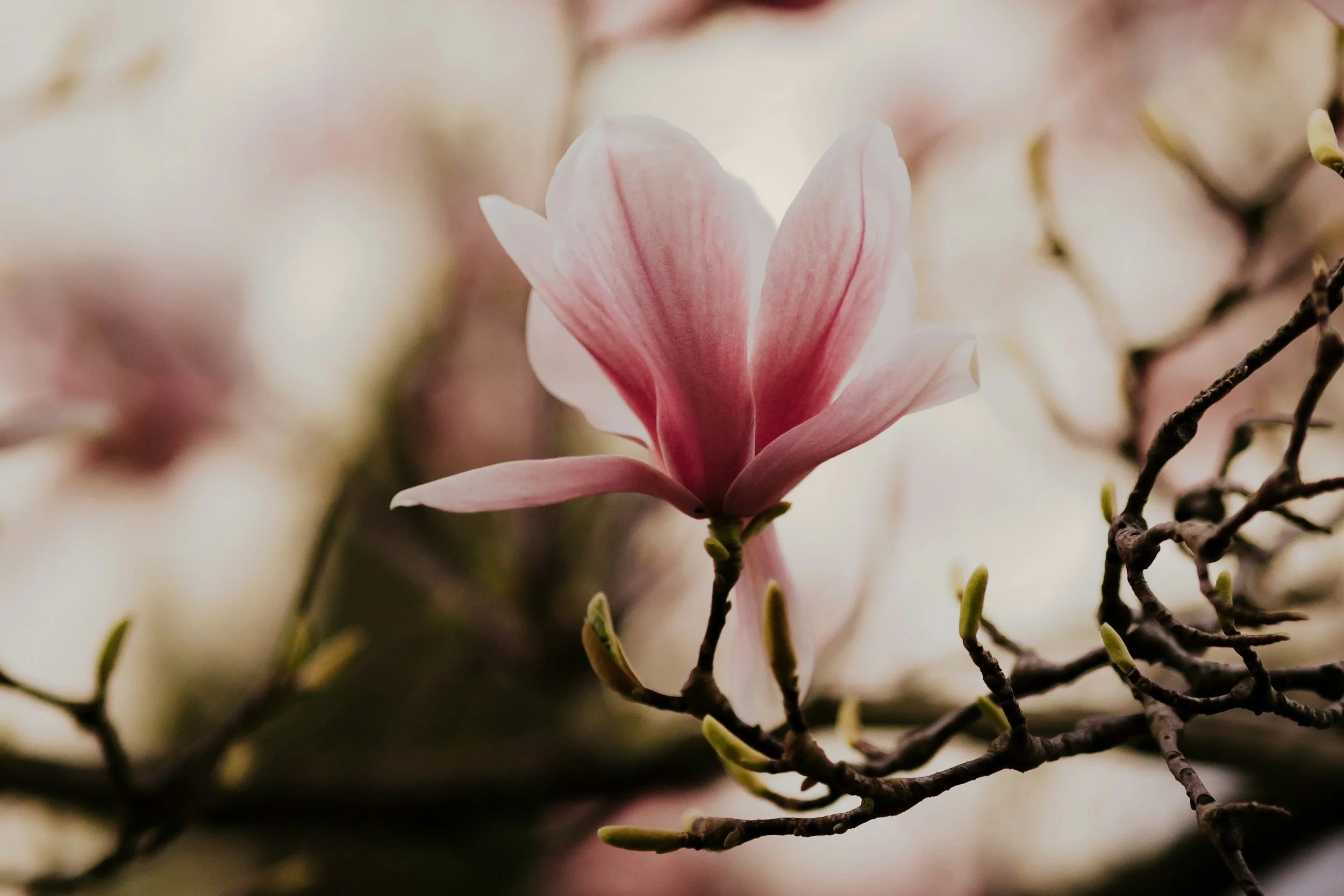 Close-up of a pink magnolia flower on a branch with blurred background.