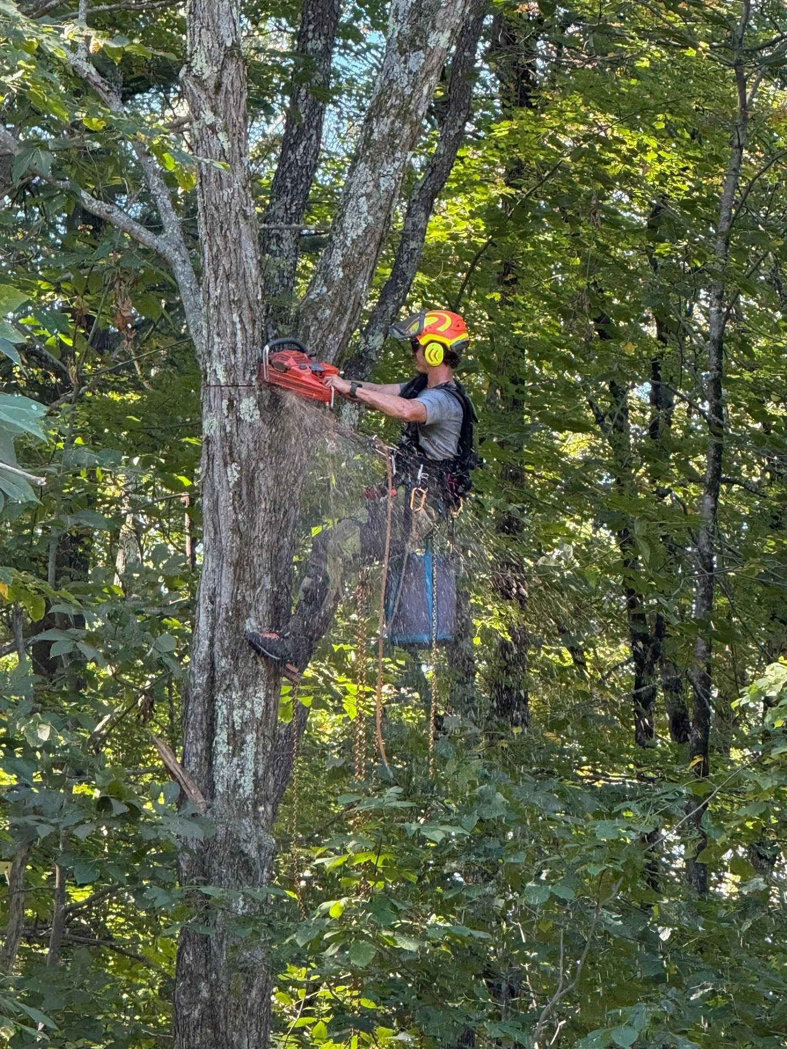A person wearing a helmet, safety glasses, and a harness is using a chainsaw to cut a large tree in a wooded area.