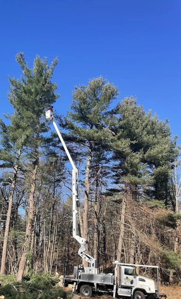 A worker is trimming tall pine trees using a bucket truck with an extended arm, set against a clear blue sky.