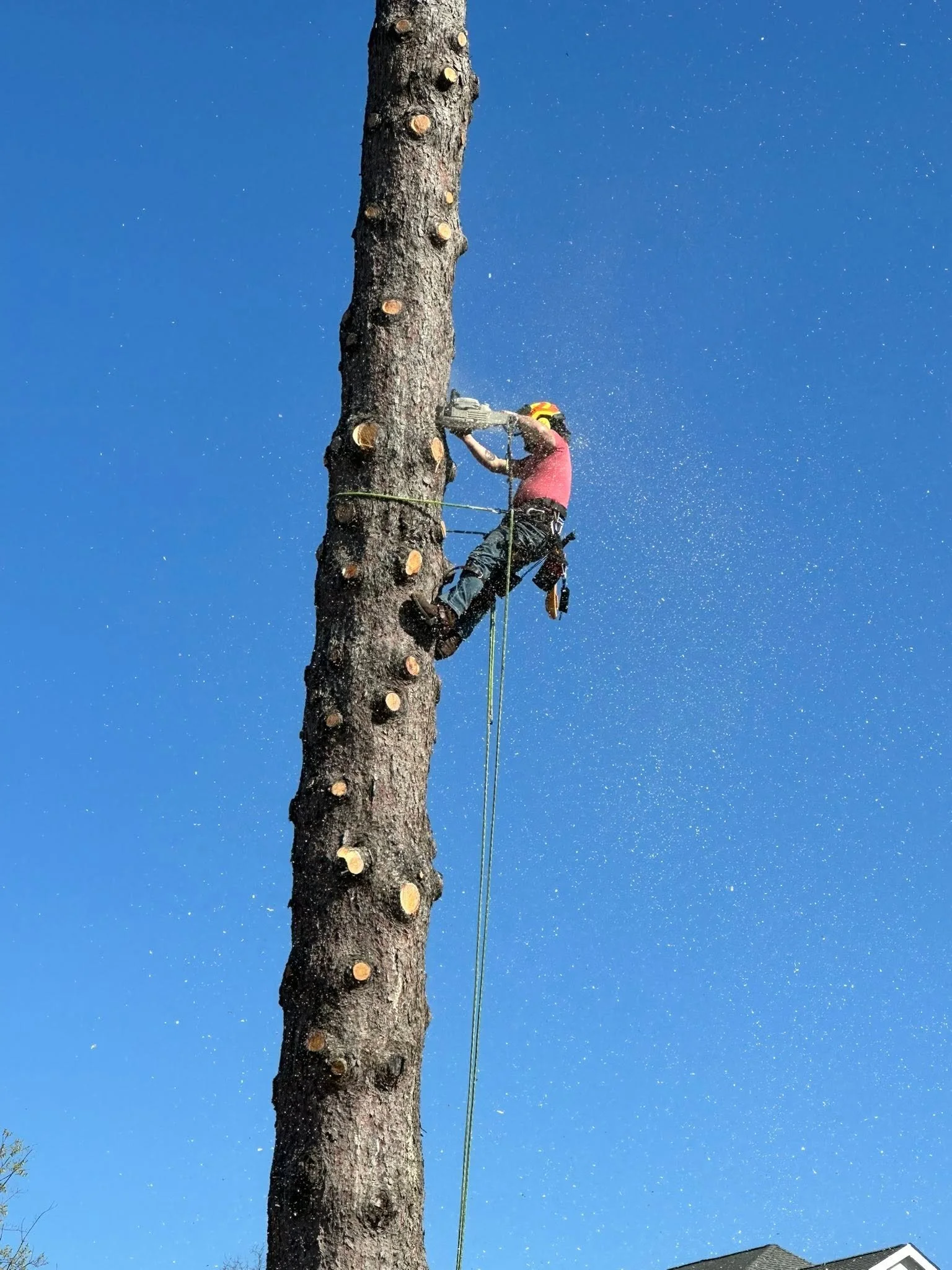 A person wearing safety gear and a yellow helmet cutting down a tall tree with a chainsaw against a clear blue sky background, with a house partially visible at the bottom right corner.