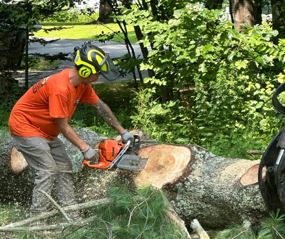 A man in safety gear is cutting a fallen tree trunk with a chainsaw outdoors surrounded by green foliage.
