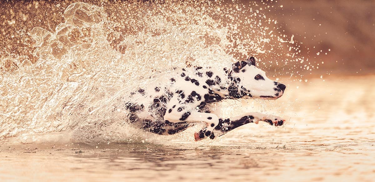 A Dalmatian dog running through water, creating a splash.