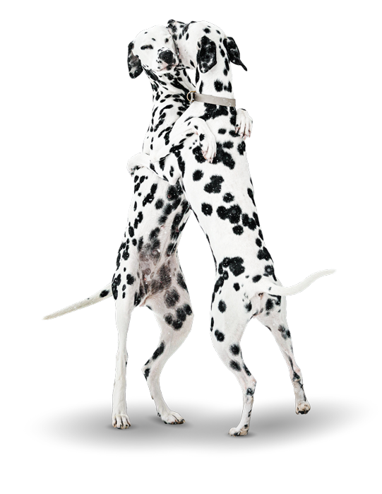 Two Dalmatian dogs hugging each other, one standing on its hind legs and the other sitting.