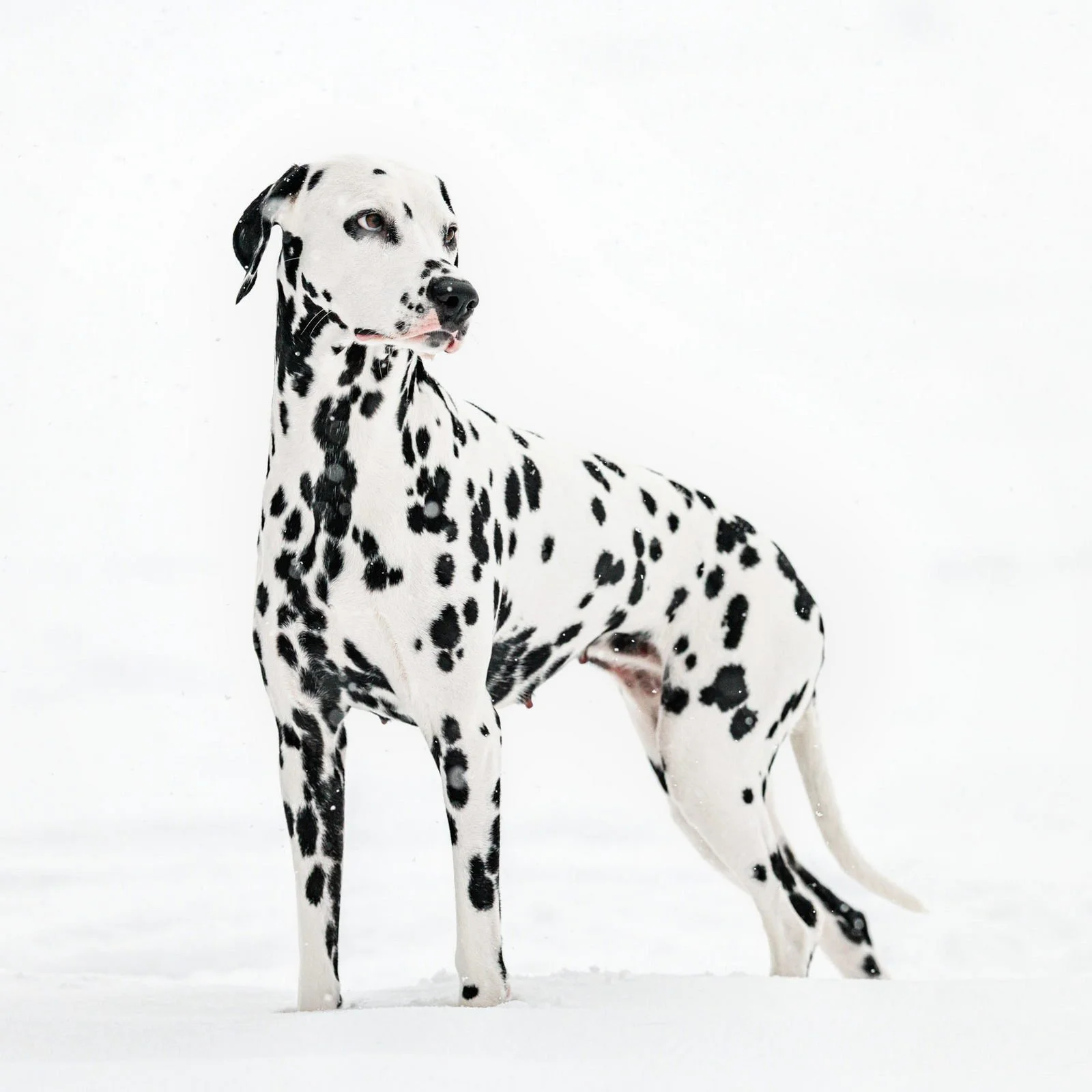 Snow queen