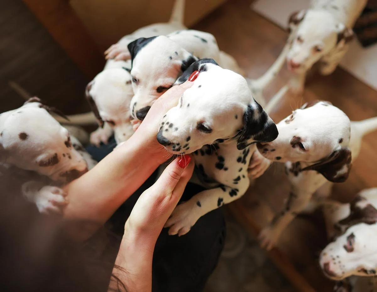 Person's hand gently petting a Dalmatian puppy surrounded by several other Dalmatian puppies are indoors.