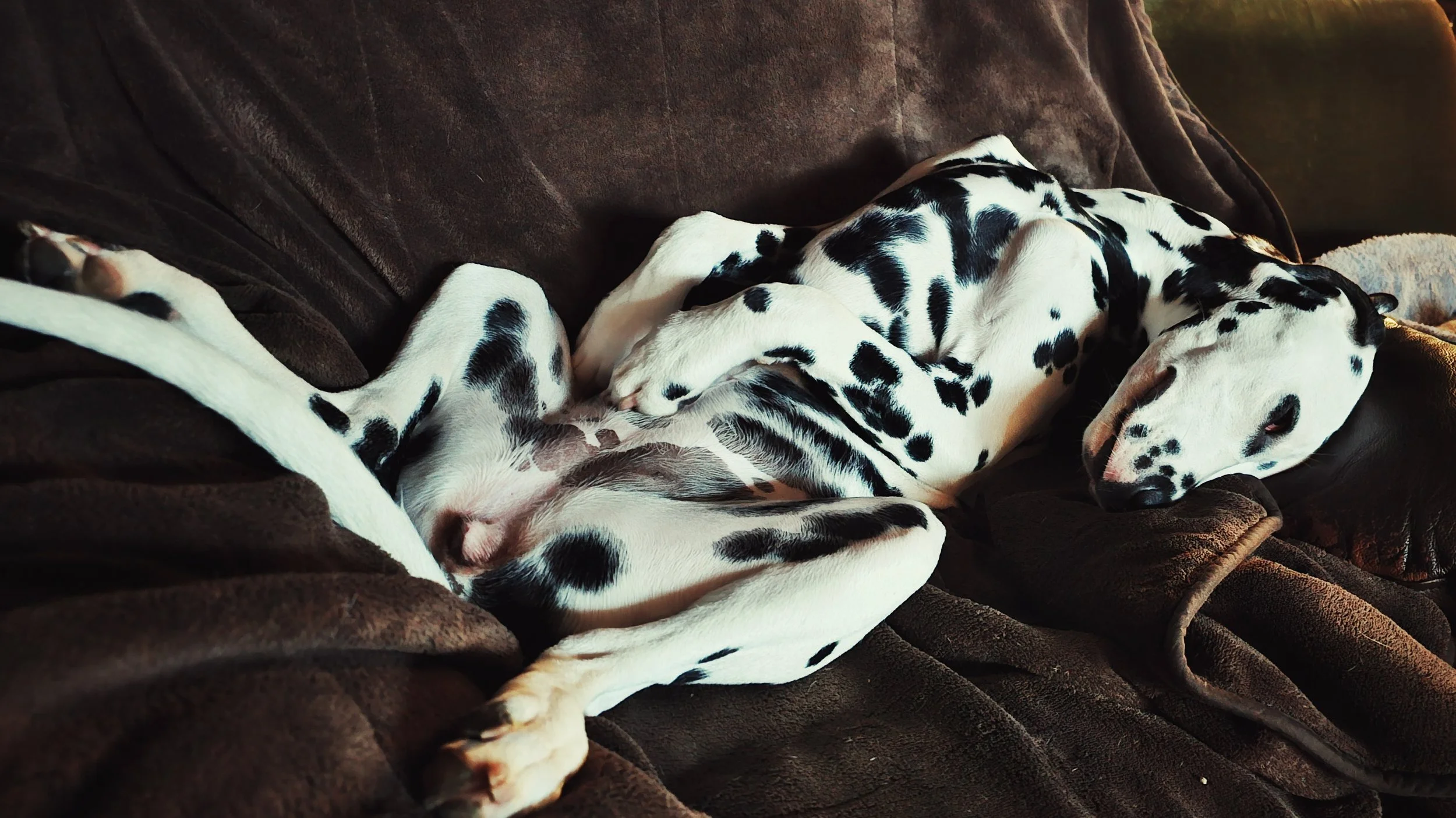 Dalmatian sleeping poses are hard to describe.
