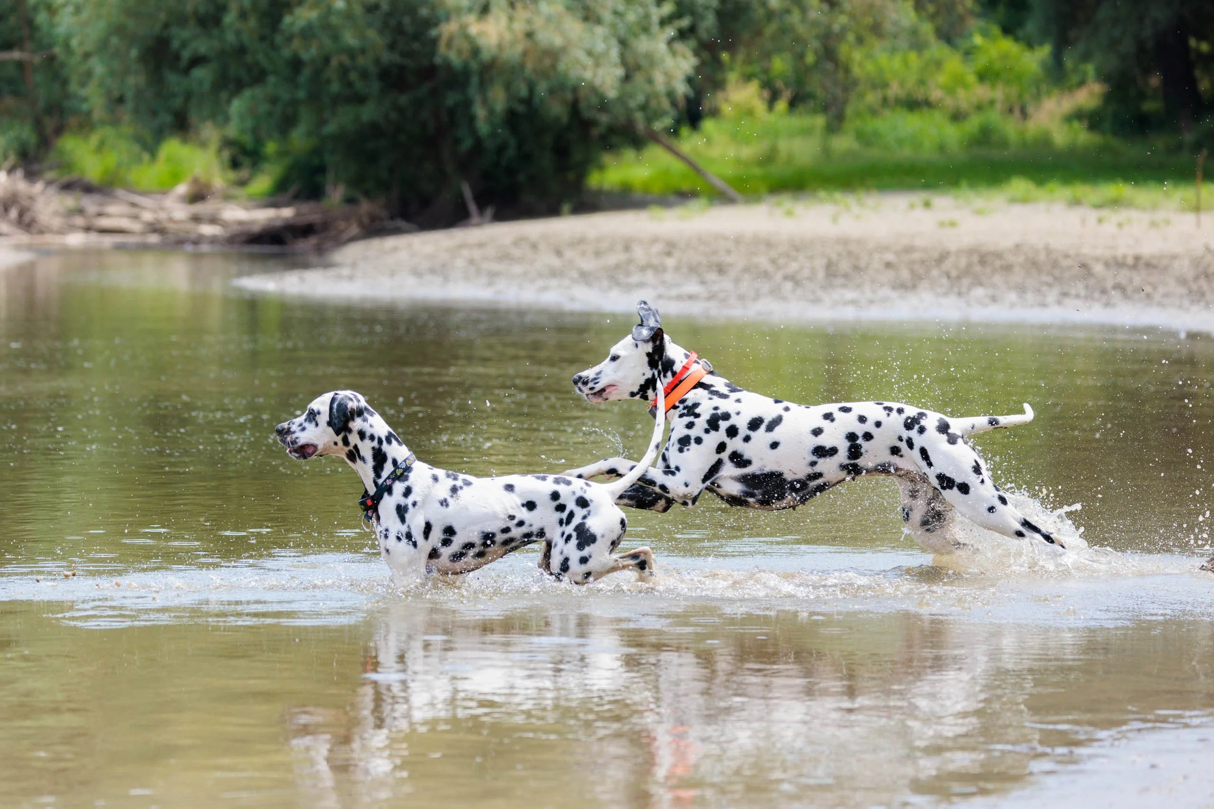 Who'll get the stick out of the water first?