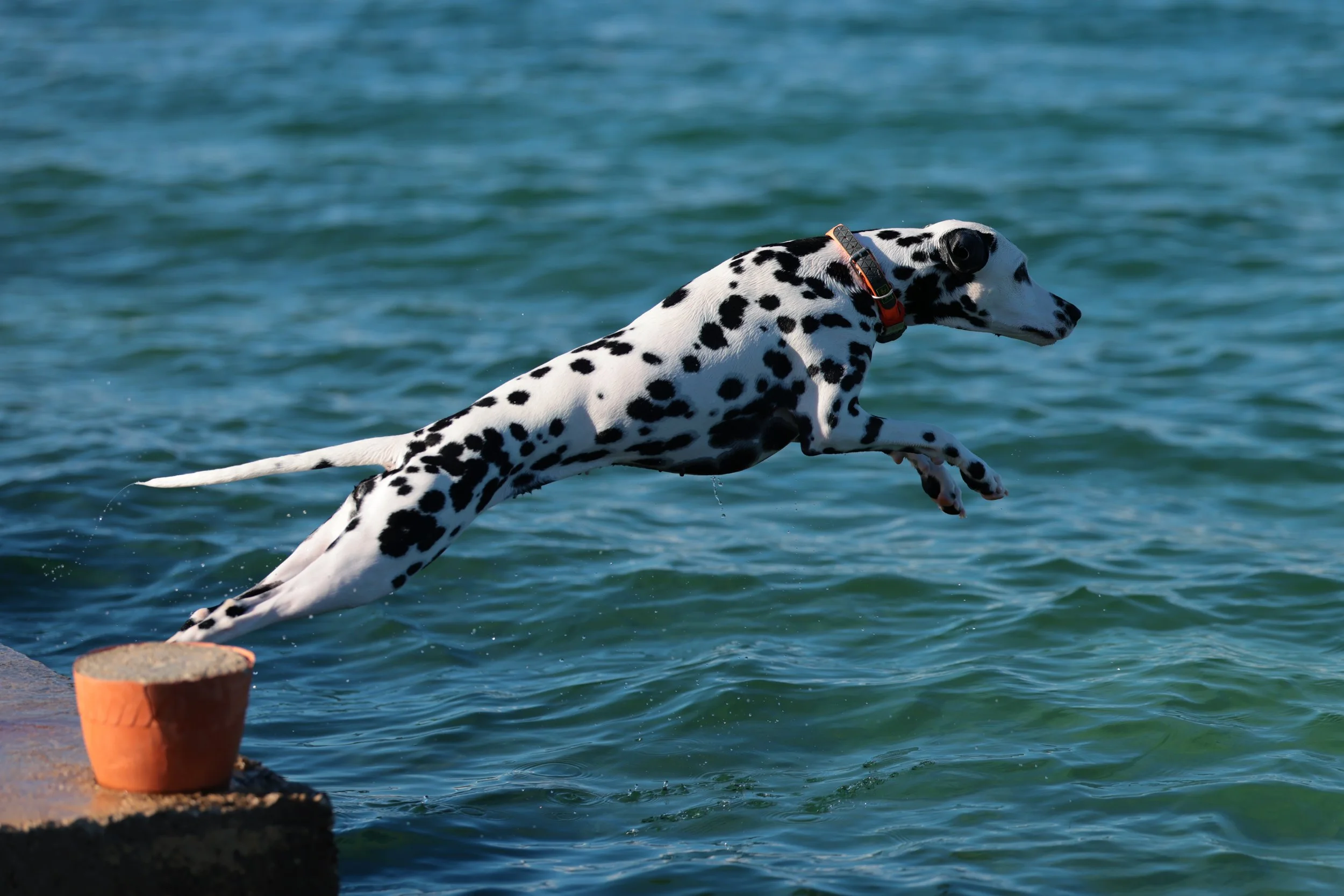 Leaping into the sea