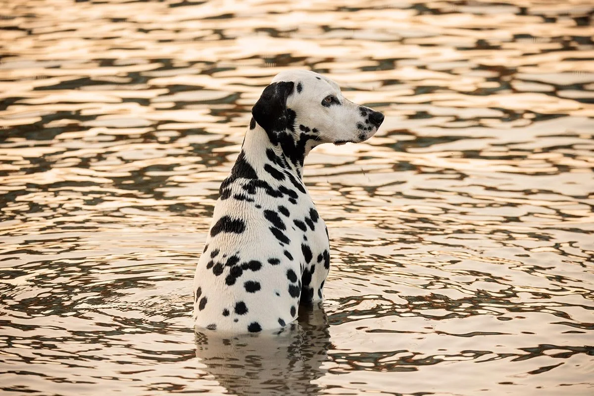 A Dalmatian dog sitting in shallow water with a sunset-lit background.