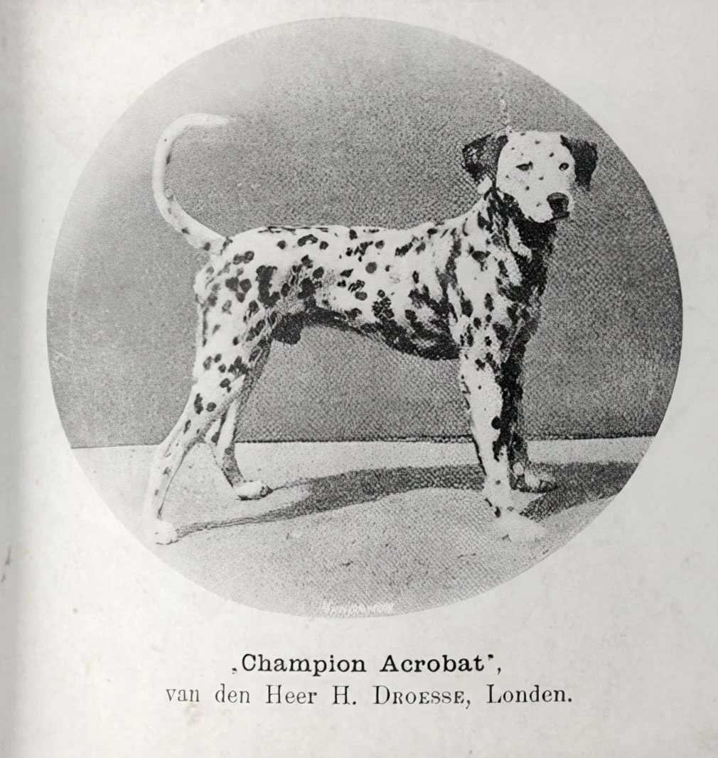 Just for fun: earliest photo of Pika's direct ancestor. This handsome boy was born in 1887. and was a Champion of UK over 130 years ago!