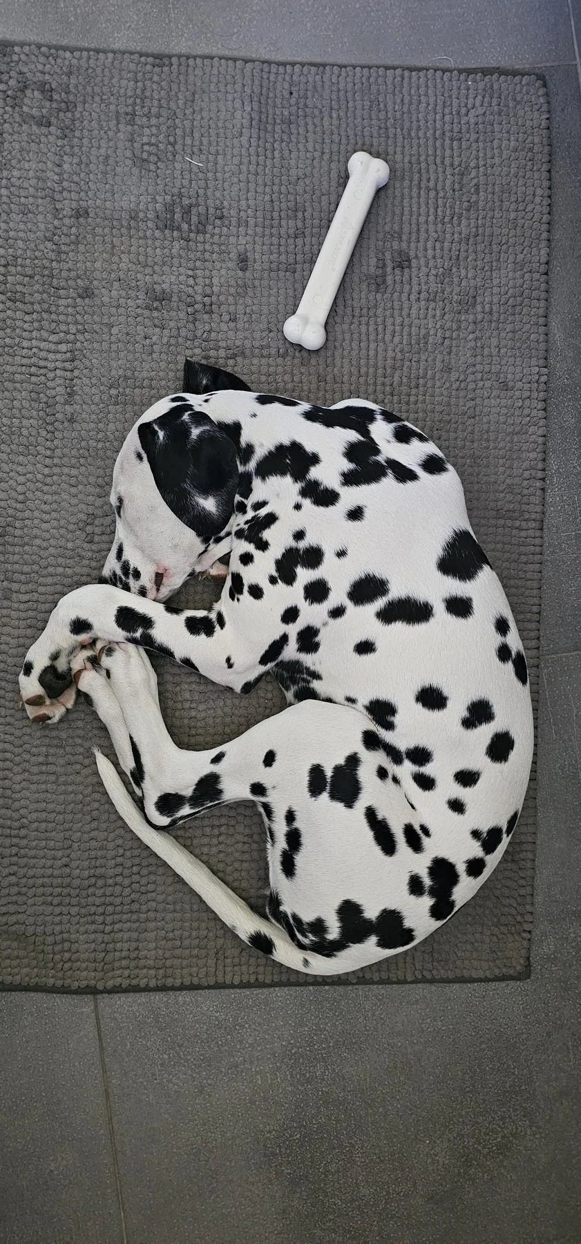 Puppies nap all the time