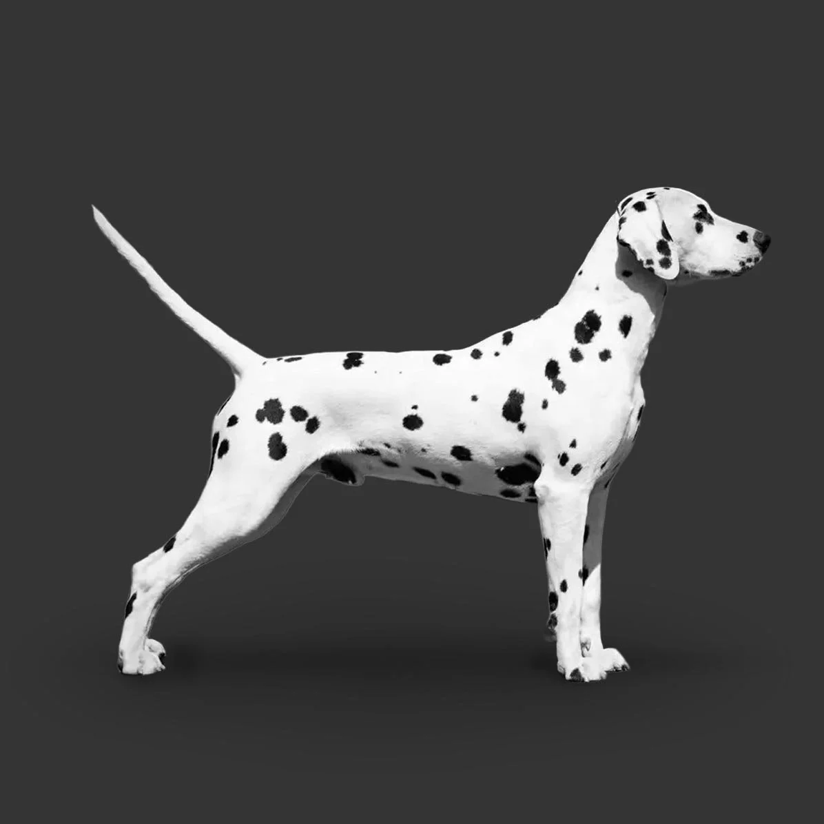 Black and white photo of a Dalmatian dog standing sideways on a dark background.