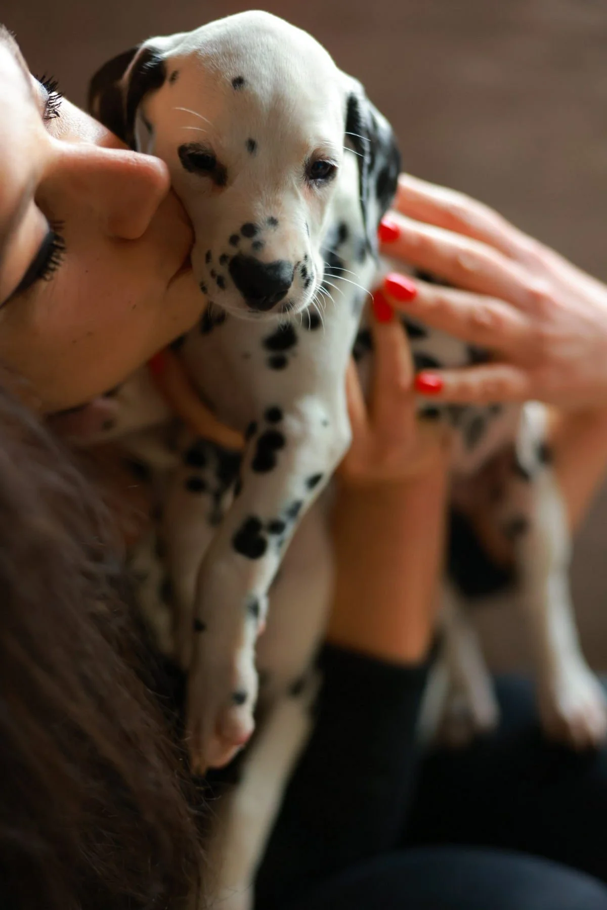 Pika at 2 months of age