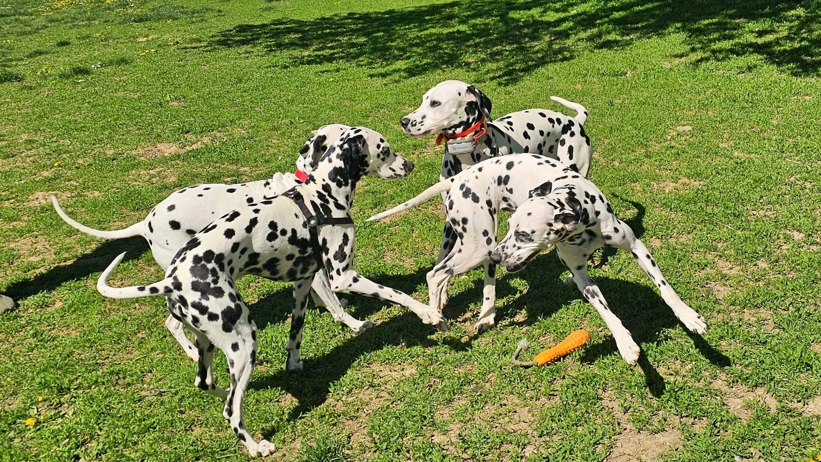So many spots!