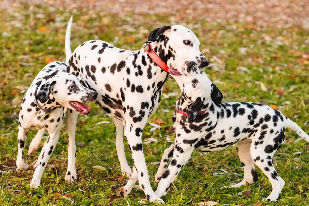 Three Dalmatian dogs playing outdoors on grass with autumn leaves.