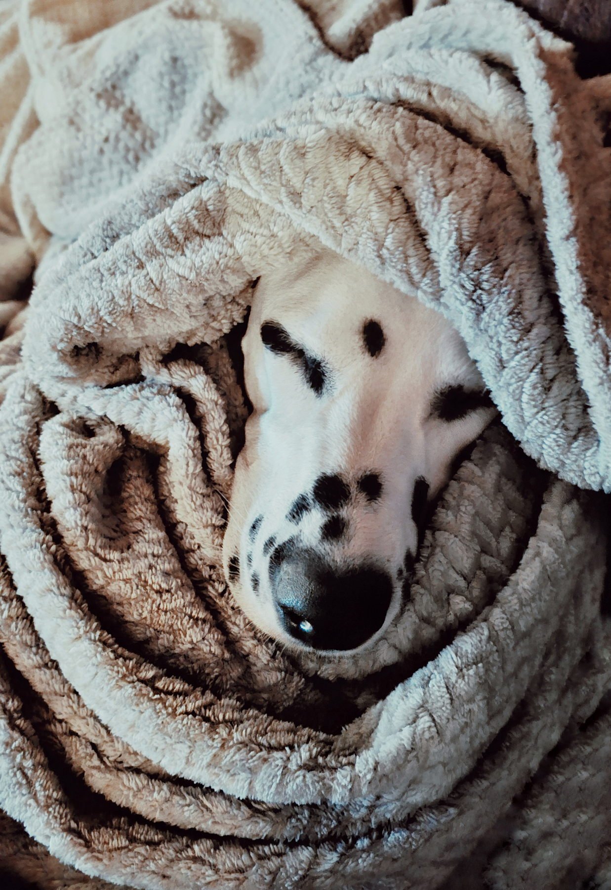 She loves being wrapped up in blankets