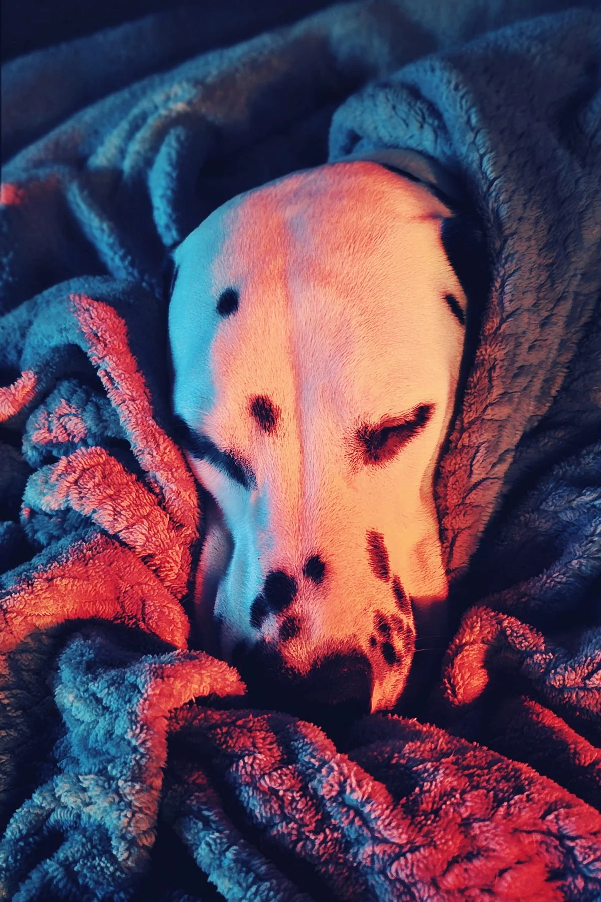 Tucked up for the night