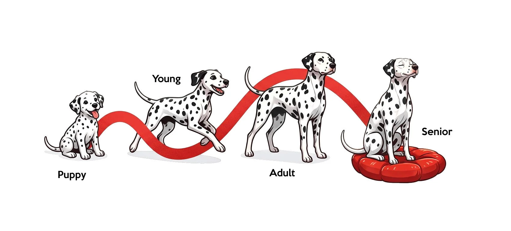 Illustration showing the growth stages of a Dalmatian dog from puppy to senior, with labels and a red path connecting the stages.